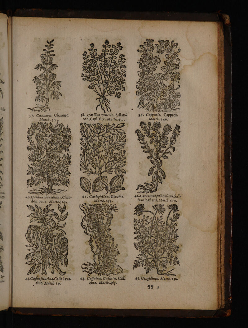 37, Cannabis, Chanure. Matth, 355. VUE x e CRE N SN TS Zn ef a NZ ESA ANS >) is À À ARS { / HT À SA À S NI SC $ RTE >: er XX \1 É L2e SS CB don beny. Matth.313. A CAENUS FN (DES \| A SOS 43.Caffia folatina.Cafle laxa- . tue, Matth.19, 38. Capillus veneris. Adiana ton,Capilaire. Matth.437. y NE Se \ AR) l NT à RE pe A ù RH SUR # Matth, 254 =, à pa S EL | 44, Caffutha, Cufcuta, Cufs cute. Matth46$. 39. Capparis. Cappres. Matth, 146. Ro © LUZ SAN Re NS EV) ? SAN Se da AUTRE. EN & de NA Ts EAN LA Q A\ 1 | <>) O7 = Ale QUEUES SN AN AUS DA Wa NS Sr Jr SX ps LS NE oo mr a An en te ann peur sacs 1Ss > D a,