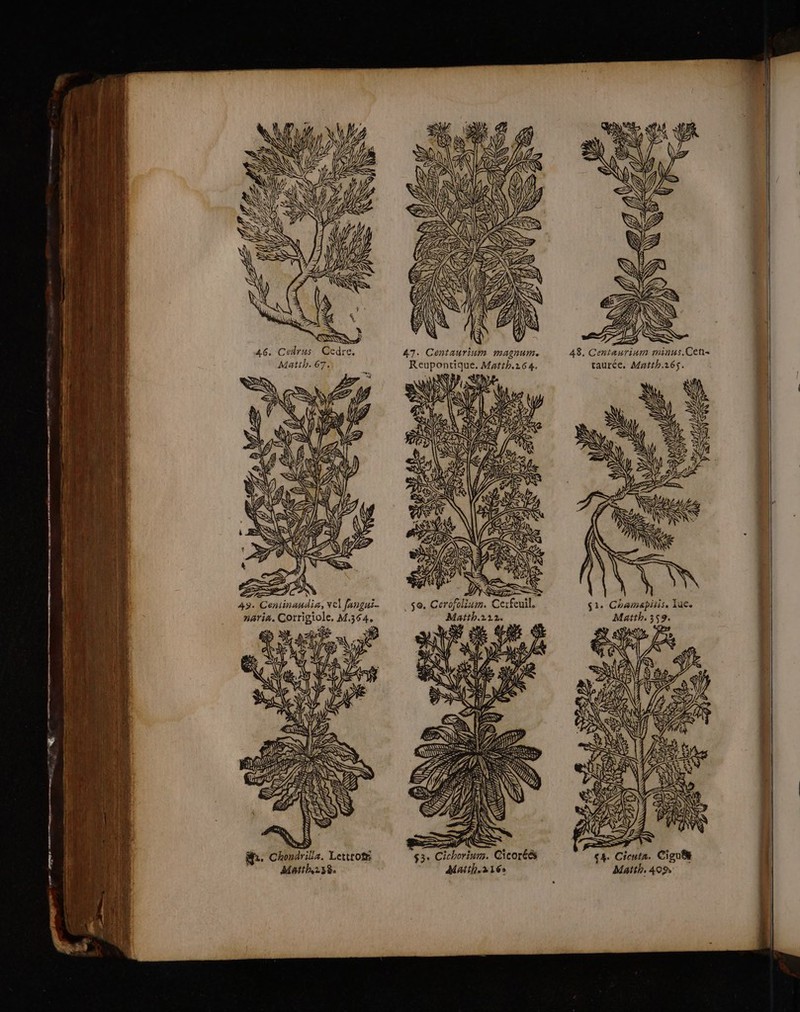46, Cedrus. Cedre. Matth. 67. F &gt;7 à rat D napdis: vel fangui. naria. Corrigiole, M. # me ie oi ST AU pl D Nr = a. 2 # k #2. Chondrila. Lettrof Matih238: Ar nat = ÉSS SN PS ou ca &gt; ie (el EN GER A LA me ES 47. Centaurium MmAgnuMe RUN Exit Ra AN (} 4 c y Matth.22 2. $3: RS Cicoréë Math. 2169 48, ce niaur in minus.Cet= raurée, Matth265. si. Chamapiiis. lue, Matth. 359. ŒNAE: _ Sd 4. Cicnta. Cigutt Matth. 409 é s