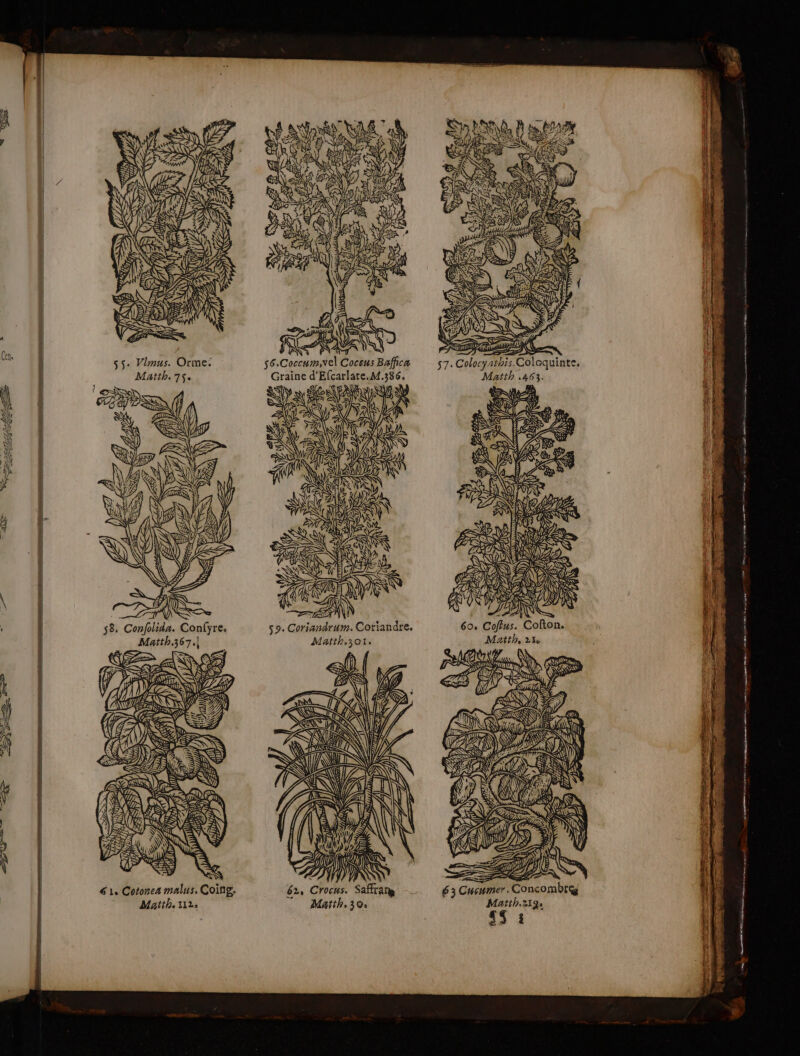 t | $ | Sa Ve S CLS NES 4) AÈ Ce RS NA || 54 S AE 0 Ë 4 KR DZ e] H h | Cens H 55: Vlmus. Orme. Matth. 7$. \l) (] | \ | Av | Ÿ | | Ÿ | Ü 14 % A ES | aÿ ur 61, Cotonea malus. Coïng. Mattha 112 Ta f ? NURC NE NE NN 2N à PQ \ à Y% EN ÿ al SZ LAN a E &lt; 72 Y) ) ESA) vi ù NS NN fn IN À 6 A ÿ 4, ITS) EN ANR S 62, Crocus. Safran Matth, 30 57. Colocynthis.Coloquinte, Matth .463. ENNEZ PR NEAS Dyv NS 60, Coffus. Cofton. Matth, 2% 41 Ws 4 N RE! pa AD) M} D À RSS 9 axe (mn À TU Ge e GO U CHA dE AT *e KK SD SOU DE NI at A2 t ÿ = JAN 63 Cucumer. Concombre Matth.219 €s : 2 2 mn mn 2 on me svt ee ir ET mm SE