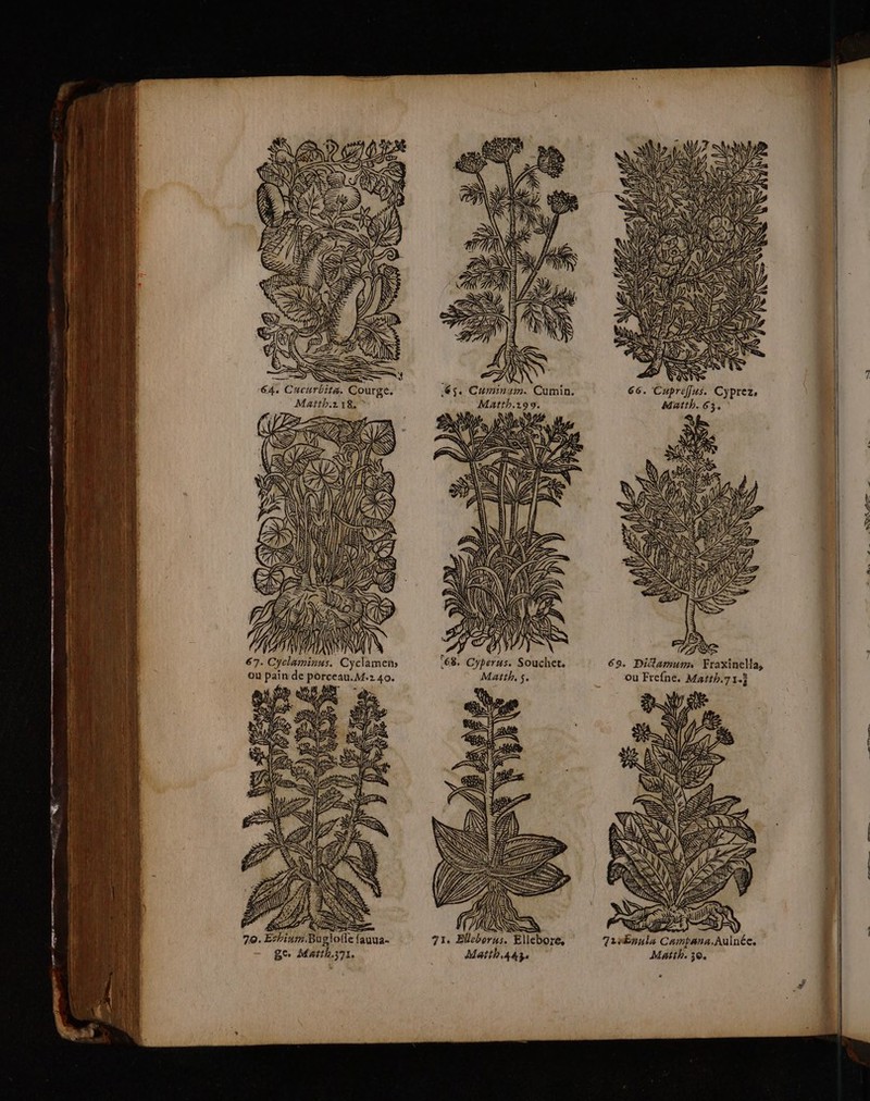 { # PL HZ + RÉEL. | TA k d ru À D re à LL A 22 ae, SZ “64. Cucurbita,. Courge, Matth.1 18, 5. Cuminum. Cumin. 66. Cup Matth.199. à NE 77 NP \) 02 PL AS LES LA | refus. Cyprez Matth. 63. = RS ZN ; rx An D \ (124 UT ji à F&gt; 67. Cy nus. Cyclamen L68. Cyperus. Souchet. 69. Diclamum, Fraxinella, ou pain de porceau.M.2 40. Matth, $. ou Frefne, Marth.71.i EURE S AI VD OT PNA il QUZ Na =. os 2 ts US (7 ( 70. Erhium.Buglofle fauua- 71. Elleborus. ge MAtth.371 ee Ellebore, 7LiŒEnula Campana,Aulnée. Matth.443 Matth. 30. *