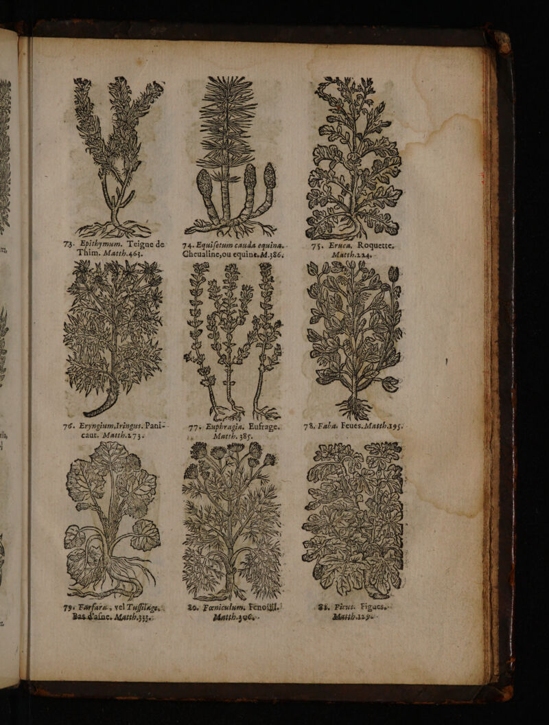: | Na S T} LL SK NA /# , = \ = | QU &gt;&gt; Le | NS ISSN) US ÂS ! LS } \A au SU NS SSI AS IS \ US SOU ‘ &lt; &gt; ANA KZ a, DA SU TRES SU, À de » La”, g- Cd - ÇA : (A É FES RD di ss CORNE K LS RE } “hu À Ÿ ! e LL LI à a ES LA 75. Eruca, Roquette, 1 73: Epithymum. Teïgne de. 74.Equifetum cauda equina. | Matth.224 - Thim. Matth.463. Gheualine,ou equine.M,386: MT 4.18 a ONE S | » BX &gt; Z LÉ w : AY “4 V2 ZA) € | ŸSS NC : L Fe Ne 247/2\ Ne à SSSR C3 | ADN NAN de j 2 AN : ; S LS Y | | UNEYR | A 1 ASS n ul SV NUE à D ù K N D. nn 78, Faba: Feués, Mafth195: la, | PP: d. CAN (SA = re], PS e PRE EC PR © Tips Satis De 5, DASA PE V7 M \ : e NN TELE } . ART A ee) Die ÿ MP NES AP A LEE ë AS : RATÉNGE ZM EMNQ SE 7 LA : e4 Ÿ ë 80. Fœniculum: Fenoüil.' datth.306 USÉ, Ficus. Figuess. Marih129% - tot En 2 A Een 2 rm ts fées etmaur mien cleaner: ane ne tm vu