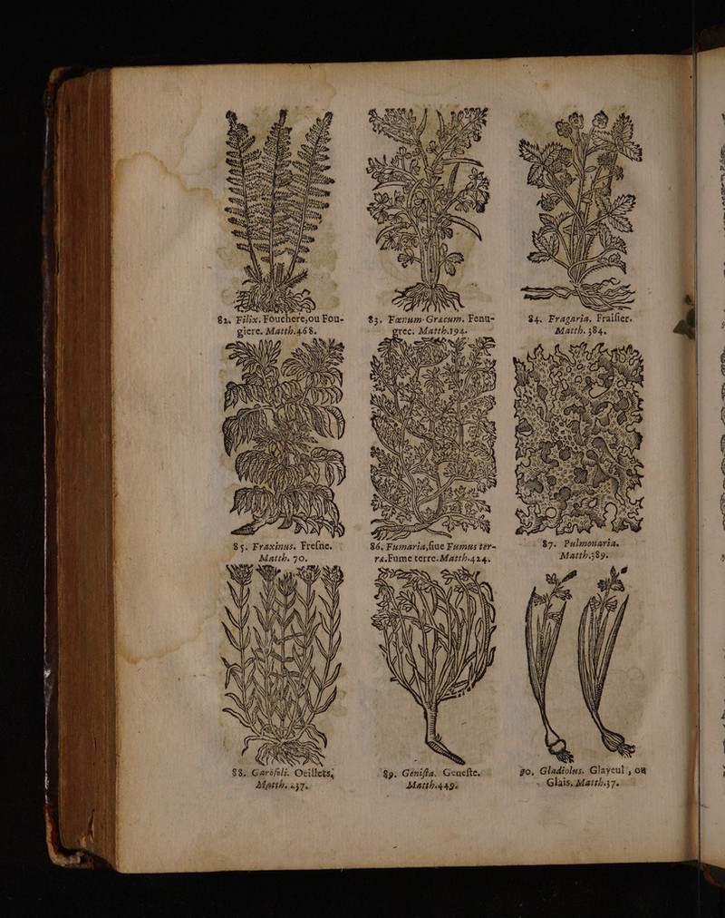 EN @2. Filix. Fouchere,ou Fou- giere. Matth.468. 85. Fraxinus. Frefne. Matth. 70. 83. Fœrum- Gracum. Fenu- mrec. Matth.194. » eo N 4 86. Fumaria,fiue Fumus ter- ra.Fume terre. Matth.4214, rt, 89. Genifla. Genefte, Matth.449% D ad e D AG