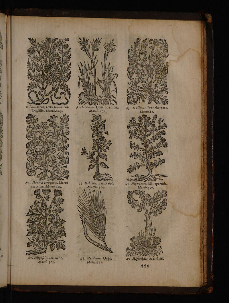 > 74 F AS MERS æ4. Hedera terrefiris. Lierre | terreftre., Math 252. 1 ent CARE Em | 7 V2 Ï va Ve W à ! SAP 20177 si LIEA à | AUX ; a ; RSS l Ve | ASE | 4 97 Hippofelinum. Ache. Matth, 303, s! JS 4 PAU Matth. 378, Mith.81. NN (4 1 96. Hipericum, Millepertuise Matth. 414, Matth.357. SN AT NL dv *n S5S 22 es 2 rt oo nr GR