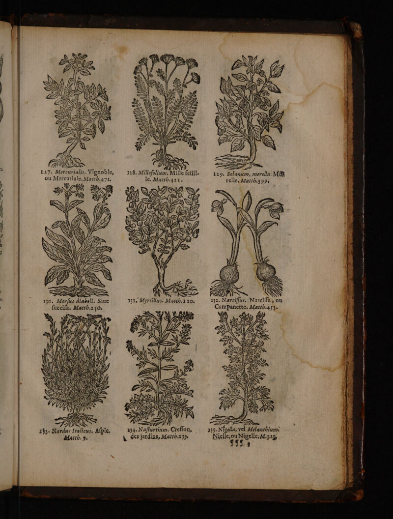 À GS | 127. Mercurialis. Vignoble, | ou Mercuriale. Marrh.47x. | s) RS | FN SV AY ÆS Es CE NM VW Q= En. ON net qee SANS à = }] | s = S LAC LS 77122 D &gt;= ZSS&gt; 2 AL 2 » \ ) NZ EAN a KE = Le V2 2) ) K +) &lt;E NS A CAL CLEA LT D 50) 7 I &lt; A “À 27 \ 9 ES t ge ES (l il A LR SEAT = 353. Nardus Italicus, Afpic, Matth. », ( , 129. Solanum, morella. M relle. Matth.399 TD WU TRE 131. Myrtillus. Masih.1 10. A, # LAN à A NS à D nr à gella, vel Melanthinmr Nielle,ou Nigelle; M.323e SE»