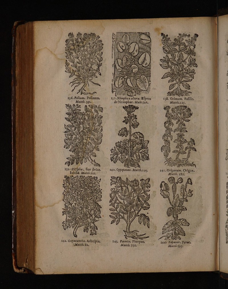 139. Zi%ipha , fiue ferisa. Iuiubé. Matrh.rar. an ADS è V2 w ES 141. Oxyacantha. Aube(pin. Matth, 82, 137. Nimphaa altera. Efpece de Nenuphar. Matr.346, da 140. Ofpoponax. Matth.195. MAUN 7 û ACER PI 143. Pœonia. Piuoyne, Matth. 351 ” ea A AN y LE, VA È | 2 IS 138. Océmum. Bafilic. KE 141, Origanum. Origan. Matth. 180. ‘ Ge È DA 144i Papauer. Pauet, Marth.39s, NZ ELLES TER Nu. D A Ps DE. 200 MON