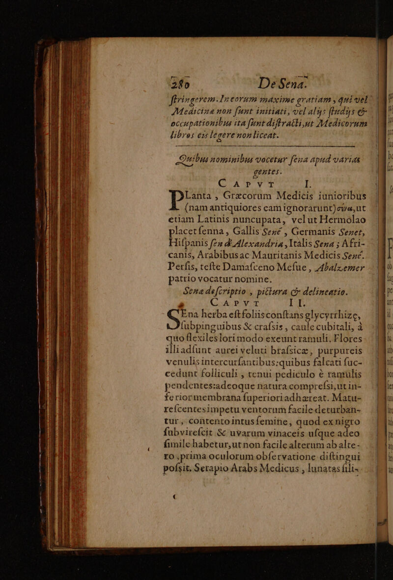 1s E flringerem.In eorum maxime gratiam , qui vel ^ | Medicine non [unt initiati, vel algs (hadus e. | occupationibus ita funt diflvatli,ut Medicorum libres ezs legere nonliceat. Quibus nominibus vocetur feua apttd VATIAS gentes. CQ ATYT I. pee ; Graecorum Medicis iunioribus &amp;. (namantiquiores cam ignorarunt)e9a,ut etiam Latinis nuncupata, velut Hermolao placetíenna , Gallis Sezé , Germanis Sezet, Hifpanis fes d Alexandria, \talis Sena ; Afri- canis, Arabibusac Mauritanis Medicis Sezé. Perfis, tcfte Damafceno Mefue , Abalzemer patrio vocatur nomine. Sene defcriptio , pittura c£ delineatio.  Go oAVUT I I. Ena herba eftfoliisconftans glycyrrhize, fubpinguibus &amp; crafsis , caule cubitali, à quo flexileslori modo exeunt ramuli. Flores illiadfunt aurei veluti brafsicæ, purpureis venulisin tercurfantibus:quibus falcati fuc- cedunt folliculi , tenui pediculo à ramulis pendentes:adeoque natura comprefsi, ut in- ferior membrana fuperioriadhæreat. Matu- rcícentesimpetu ventorum facile deturban- tur, contentointusfemine, quod ex nigro fubvirefcit &amp; uvarum vinaceis ufque adeo funile habetur,ut non facile alterum ab alte- ro ,prima oculorum obfervatione diftingui pofsit. Serapio Arabs Medicus , lunatas fili-