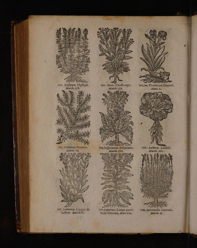 PR = es D 6 mm LE NÉ Me. 100, Hyffopum. Hyflope.. A Matth. 278. S. il à NE LAS SM INR IR AURA RAT NN | A 103, Iuniperus. Genevre. Matth. 64. 106. Ladanum. Liqueur de y S RN SAU/N0 R DE SES ESSe72 ÉÉ tot. Jberis. Chafle ragC: Matth:132. FRINA = ES RS ÿ 4 Gr enne 10 NS TI 4 N FEES 107.Lapatum. Lampe parel- D RÉ ho PE VII LA DR ei À CAD DIIRS (3 REA y 4) Ko ! SUR ae 108, Lavenaula. Lavende: .