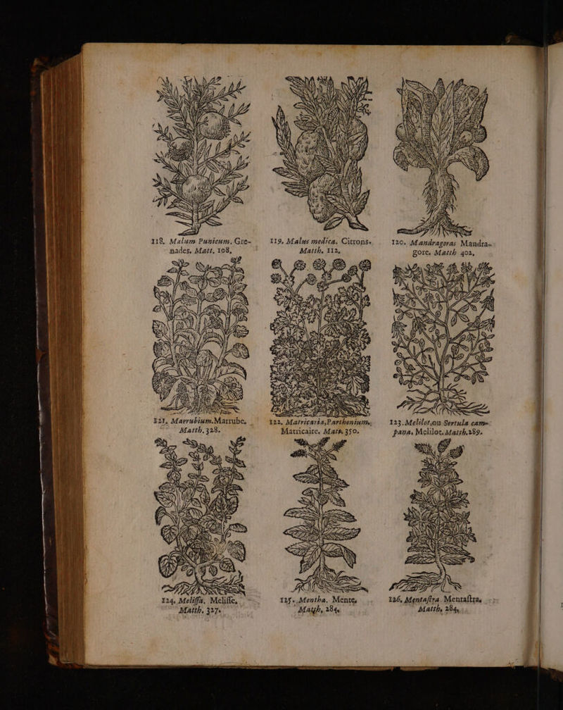 118. Malum Punicum. Gre- 119, Malus medica, Citrons. 120. Mandragoras Mandra- nades, Matt, 108, Matth, 112, gore, Matth 402, G 4 S Re RNA) UN à É n bt: © ALT \ PS DT L ES PSP SE &amp; C4 f ) == Hat A A B)) EE ZA <= 121. Marrubiurs.Marrube, 123.Melilot,ou Sertula cam= Matth. 323. Matricaire. Math 350. para, Melilot, Mairh,289. D RAS gr AS NN NE Ke TS ÈS à FA. Ro 4 à tent à Re SE ÿ È ts = LT > >> | D SRE R CSN D NTTSS «f ST + ki à ç à 124, Meliffa. Melle, 125. Mentha. Mente. 126, Mentafira. Mentaîtra :; Matth, 327 Maighs 284 Matth 284 NPRRE