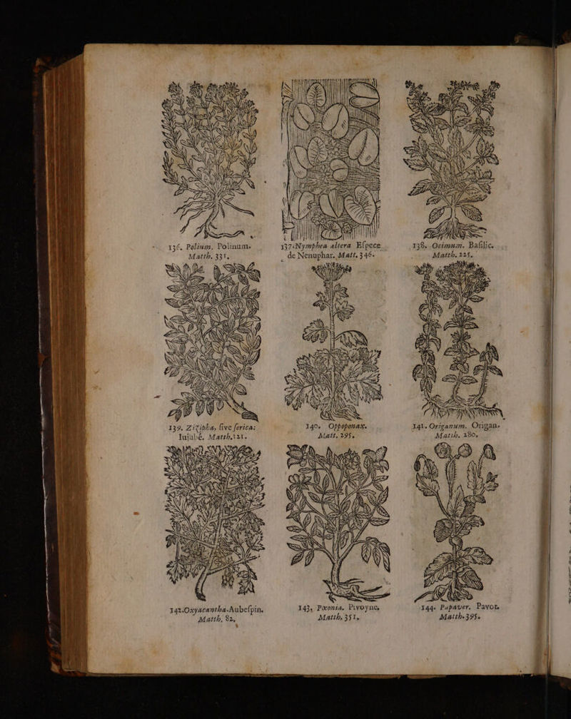 po 139. Zitipha, five ferica: Jujabé. Matth.\ 2I e &amp; ; ; L # Ales He TH \ X PA \ Il ie las Î 137:ëNymphes altera Efpece . de Nenuphar. Mañf, 346. 140. Oppoponax. Mat, 295, 141. Origanum. Origane Matih. 280, 7) MN 24 de Rae PS Ke LZ ( S SR N kS é, SRE AU SR b, &amp;S D 4 Cri } 144 144. Papaver. Payot Matthe395 s … Ÿ nr RE... fut OC D ELEC MD ee,