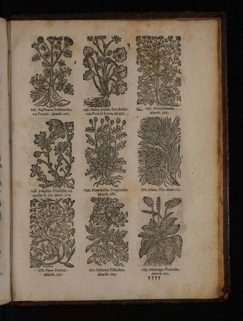 EE +. (A a tt re KP 7 te ETS A { SUN 1742 Ne FA ETS CN || f{K SUR N \ P CAE AS Gas (D REZ . LA IN 25) 146. Patta Leonts, five Stella- riaPied de Lyon. M.430. | We à ft ni NE a Q% Ë n (à ea È \ ne Un Z DO à 4 Ga D &amp; TNA VE Û ) £ SY TO D LS 7 à OZ D = = Æ À SA) D i {L Fe &amp;, GE Na A TS > CT TRS D SE: TUEUR 2 D ES qu A RS QUAI ES PRE ES ARE FT DS PSS 149, Pimpinella. Pimpinelle, Matth. 388 ME CA S f Cu) Me 152, Piffacia.Piftaches, Matth, 124 151. Piper. Poivre, Matth. 235, Matth, 303: i » SA 9 irc a 6 PA ANS \j i LH il { ÿ à ! L ; NE à SS SE. SS ne ù S = WE SK ae <Ss Matth, 211, {| LIST