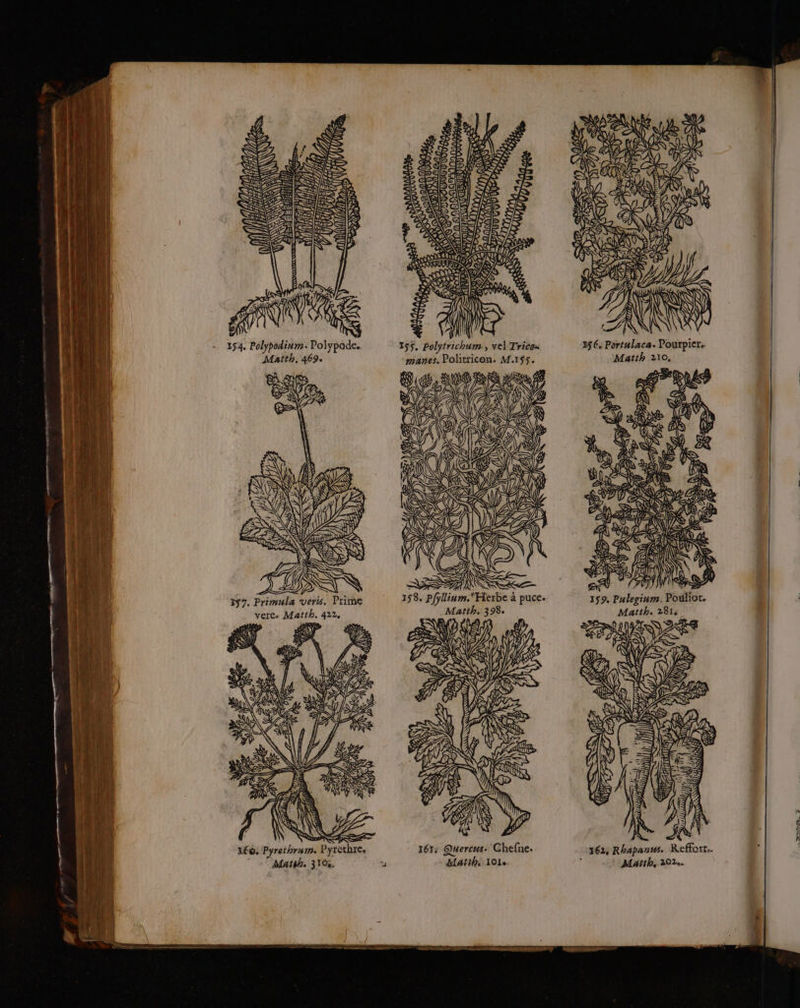 de g, VAE, S 4 Ÿ NS EL! SZ SE ! 5 SZ NS ES SN 4 NV DS ce CR Z + D CR JD SRE 2 I Bb 253 0p EN RE = , PATES AUS 2272 LS SES ap e\EX RSS Re ee » 101 æ: 6 TONNES (1e HAE ] + Ne NC ÿ AA uw Tr St alarants ATUU UV SIT SES 222 À ES Zu G; ES Re ES A RE 1 > L Le L” ny Se SAS ® Gr\C 2 RACE RAT AR: F ce, co GAS CS LPS 7 \ | D N f 154. Polypodinm. Poly pode. 155, Polytrichum » vel Tricox 3ÿ6, Portulaca. Pourpier. Maîth. 469 manes. Politricon. M.155. Matth 210, A à els EU 9 SYS ESA QE =, ERA. Ü (D LAS À! US ; S 397. Primula veris. Prime vere. Matth. 422. ñ pr 159. Palegiurr. Pouliot. Matth. 281, 0 ‘s SL AS NC VE IE EL 162, Rhapanus. Reffart.. I6T: Quercus. ‘Chefne.