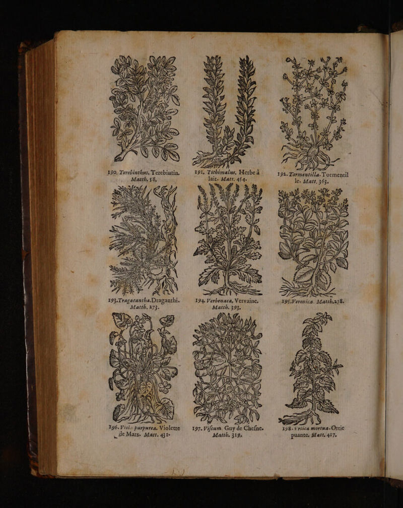 Vous ZM & NZ LS AN 7 S de 190. Terebinthus. Terebintin. ; ill. Tormentil Matth, 58. lait. Matt. 454. le. Matt, 363, 193.Tragacantha.Draganthi 194. Verbenaca. Veryaine, Matth, 273. Matth. 393. £. 2; © 3 71 Ï ) È> D = nf - ATX 196. Viol: purpurea, Violette 197. Vifcum. Guy de de Mars. Mart. 431 Matth 319 Y Chefne. ca mortua.Qrtie puante, Matt, 417» ee TE PER) nat Out A NE