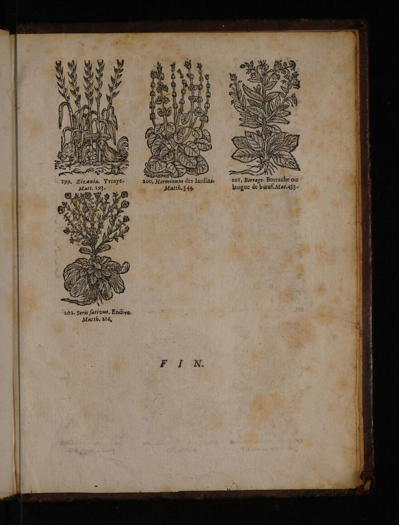 TT s u + y RQ UE CEE D KA ex à ABS ANNE A ç 14 UN ” NY a DU RS “ SSSR D ; ET VTT; a PNY k ê) Ê e SE NE NN KW 5 (4 4 L L US D SE <SS ee NN | | 199, Zixania YVrayee 200, Horminum des Iardinse 207, Borrago. Borrache où : Matt. 193. Matthe344 langue de bœuf. Myr433- St ed NU) W 4 } Vi: F PANUS » SN 202. Seris fativus. Endive. Matth, 216,