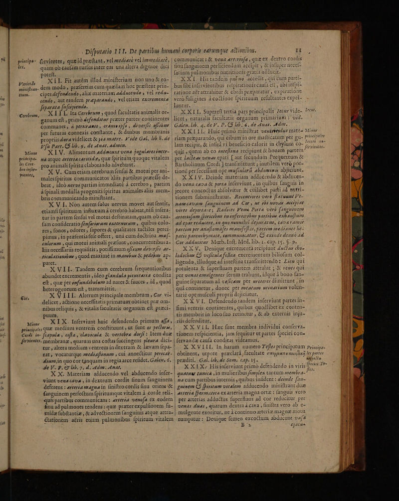 nij T fut 7] ji Ji s principa : (es. Varietás snini[lran- Jim. Cerebrum, Minus priscipa- les Ceve- bro infer yientes, €wW. Minis . Difputatio 111, De partibus hum (stvieates, qui id pravant , vel meedéate vel ierzeedéaté, quam ob caufam rur(üs inter eas una altera dignior dici | poteit. XLI. Fit autém illad minifterium non uno X eo- dem modo, praertin cum quadam hoc prz'ítent prin- cipes defendendo , alia materiam addscendo y vel reda- cendo , aut eandem preparando , veletiam exeregzezi 2 feparata fe fcipiendo. X I I KL. Ita Cerebram ; quod facultatis animalis or- ganum eít , primó defendatur practer partes continentes communes, d perscramio , eraute spfo diverfis off iud per futuras connexis conítante, &amp; duabus meinbranis propriisdwra videlicet &amp; pia smatre. V 1de Gal. [5.8. de Vf Part. €$ lib. s. de Anat. admi. XIV. Alimentum addsscunz vena jugulares inter- s atque arterta carotid e, qua [piritum quoque vitalem pro animali fpiritu elaborando advehunt. : X. V. Cumetiam cerebrum fenfüi &amp; motui per ani- males fpiritus communicatos Nlis partibus praeíle de- beat , ideó zervi partim immediate à cerebro , partim à fpinali medulla progeniti (piritus animalesaliis mem- bris communicando miniftrant. X V I. Non autem folus nervus movet aut fentit; etiamfi fpirituum influxum à cerebro habeat,nifi infera- tur in partem fenfui vel motui deftinatam,quam ob cau- fam confideratio fzzfertermme exteraoruza , quibus colo- res , fonos , odores ; fapores &amp; qualitates tactiles. perci- pimus , in prafentia fe(c offert , unà cum doctrina zzx[(- enlorug , qui motui animali prafunt ; concurrentibusa- liis neceffariis requiüitis , potiffimum ofézum dzvir/fs ar- ticulationibsa , quod maxime in zazibes X pedibus ap- paret. X VII. Tandem cum cerebrum frequentioribus abundet excrementis , ideo glagdula pitustarsa. condita eít , qux per zsfundibulum ad nares X fauces , id , quod ani corporis eabumque actionibus. Ii communicat t.&amp; vena «rtiriofa , qua ex. dextro cordis fiau fanguinem perficiendum accipit ; &amp; jnfuper nece- (atium pulmonibus nutritionis gratia adducit. XXI. Histaadem euLzo accedit , qui cum parti- bus fibi infervientibus refpirationis caufa elt , ubi infpi- ratione aérattrahitur &amp; cordi przparatur , expiratione vero füligines à coctionc fpiritaum refultantcs expel- luntur. X. X L I. Supereft tertia pars principalis Iecar vide- licet naturalis facultatis organum primarium : vid. XXLII. Huic primo miniítrat veziimenulus mate- riam przparando, qui cibum in ore mafticatum per gu- per lackess venas cpati [ aut fecundum Pecquettum &amp; Bartholinum Cordi ] tranfaittunt ; inutilem vero por- tioné per feceflum ope »szfculorii abdomsmss abjiciunt. XXIV. Deinde materiam adducendo &amp; abducen- do vez cava &amp; porta inferviunt , in quibus fanguis in jecore concoc&amp;tus abíolvitur &amp; cuilibet parti ad. nutri- tionem fuübminiftratur. Recezzzores vere flatuumnt Fe- nmamcavAm [angutnem ad Cor, ut 105 moves accipiat vires deportares Radices Fem Porta veró (auguzuen arteriofum (puritsbzs 1n znfertortbzs parttbs exbaa[iunz ad epar reducere, 1n quo nenntbil depuratus, cavava | partém per Ama[iomaf[es maanifefl as, partim mediante pates parenchymate, 60m amumticatur, Cs ms be- $ extzde denuo ad Cor adducituar Mocb. Inft; Med. lib..1. cap. 15. $. 9. X X V. Denique excrementa recipiunt ZucLs cho» lodothza €9 veficulafellea excrementum biliofum col- ligendo, illudque ad inteftina tranfmittendó ? L/ez qui potulenta &amp; (uperfluam partem attrahit ; &amp; vezes qui per venas emulgentes (eram trahunt, idque à bono fan- guine feparatum ad vefrcam per ureteres dunittunt , in heterogeneum eít , transmittit. X V LII. Alterum principale membrum , Cor vi- nibus reliquis ; &amp; vitalis facaltatis organum eft praci- puum. XIX. Inferviunt huic defendendo primum offa , medium ventrem conftituunt ; ut funt os pecferss, tur , altera medium ventrem in dextram &amp; lgvam fepa- fat, vocaturque media[inum , cui anne&amp;titur perzcai- dium,in quo cor tanquam in regia arce refidet. Galez. 6. 4e V. P.«9? lib. 7. d. 24dm. Anat. X X. Materiam adducendo vel abducendo infer- viunt vez4 c&amp;v4 , in dextrum cordis finum fanguinem deferens : arteria magna in finiftro cordis finu. oriene .&amp; fanguinem perfcétum fpiritumque vitalem à corde reli- quis partibus communicans : «y£erzz venofa ex eodem finu ad pulmones tendens: quz prater expulfionem fu- sida fübítantiz , &amp; ad ve&amp;tionem fanguinis atque attra- tationem aéris etiam pulmonibus fpiritum vitalem quà continetur , donec per zzeazam urizArtum volun- tarié ope mufculi proprii dejiciatur. fimi ventris continentes , quibus quodlibet ex conten- tis membris in locoíuo retinetur , &amp; ab. externis inju- riis defenditur. XX VIL Hxc fíunt membra individui conferva- tionem refpicientia, jam fequitur ut partes fpeciei con- (ervanda cau(ía conditas videamus, X XVIII. In harum numero Tefles principatum obtinent, utpote. praclarà facultate ez:peszozeisz25 praediti. Gal. lzb. de Sem. cap. 15. XXIX. His inferviunt primo defendendo in viris quatuM tunica ,1n mulieribus frzplex tantum zembra- 24 cum partibus internis ; quibus infident : dezzde. fa guinem CS [iritum vitalem adducendo miniftrant duse Arteria [Dermatica ex arteria magna orta : fanguis vero per arterias adductus fuperfluus ad cor reducitur per venas duas , quarum dextra àcava , finiftra vero ab e- mulgente exoritur, ne à continuo arteriz magna mot rumpatur: Denique femen excoctum abducunt vafa B £JAcs Itcur. Minus principales lecori aa- Principa- leg partes vefpeci n fbecici Te- fies.