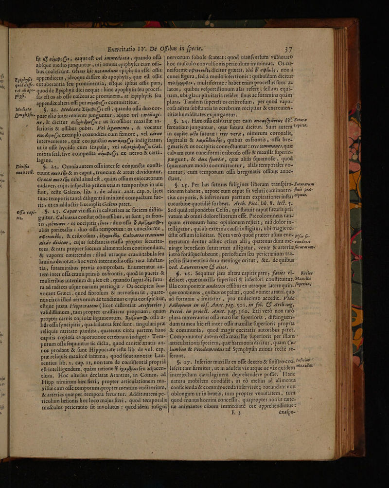 | appendix alteri offi per eve Qv(7» committitur. euodUpw (is exemplo coxendicis cuin femore , vel carze | interveniente , quz. conjunctio everpxo('is indigitatur, | utin offe hyoide.cum fcapula; vel »aopexordpo s Gal. mixta (cil, five compeíita eviQv(js cx. nervo &amp; carti- lagine. Divifio $. 22. Omniaautem offa inter fe conjuncta confti- 9452578. tuunt exe?uG» &amp; in caput truncum &amp; artus dividuntur. ' Gr&amp;cis axs2is nihilaliud eft , quàm offium exiccatorum cadaver, cujus infpectio prifcis etiam temporibus in uíu fuit, tefte Galeno, lib. 1. de admír. anat. cap. 2. licet tunc temporis tantá diligentia minimé compactum fue- rit » ut ex addu&amp;is Exemplis Galez patet. offa cai- - $. 23. Capst viciffim in calvariam ac faciem diftiá- tif guitur. Calvarza conftat octo offibus , ut (unt ; os fron- tis ; gsétuzo» 7 05 OCCipitis yo» ; duo offa £ &amp;pt[uo TG» aliás parietalia : duo oífa temporum : os cuneiforme , eQmoadi;, &amp; cribrofum , sÉKugeidls. Calvarta cranium alis dicitur , cujus fubftantia craffa propter fecurita- || tem, &amp; rara propter fuccum alimentalem continendum, plüra, T'andem (upereít os cribrofum, per quod vapo- titiz humiditates expurgantur. $. 24. Hac offa calvariz per eam ezeagopdeeag dif. Sutwe ferentiam jungüntur, qua fatura dicitur. Sunt autem *^P* in capite ocfo futura : res vere , nimirum coronalis, fagittalis &amp; Aeg6dbeys , quibus osfrontis , offa bre- gmatis &amp; os occipitis connectuntur : zre$ comonuzes,quae calvam cum cuneiformi cribrofo offe &amp; maxilla fuperio- jusgunt, &amp; dua fpurie , qua: aliás fquamofz , quod fquamarum modo committantur , aliàs temporales vo- cantur; cum temporum offa bregmatis offibus anne- Cant, $. 24. Per has faturas füligines liberam tranfpira- Sumrarum tionem habent , utpote cum caput fit veluti caminusto- fins pra- tius corporis, &amp; inferiorum partium expirationes inftar vd eo cucurbita quotidié (orbeat. Zfrcb. Picc. lb. 8. lect. g. Sed quid refpondebis Celío , qui ftatuit caput futuris pri- vatum ab omni dolore liberum effe. Piccolomineus tan- quam erroneam hanc opinionem rejicit riii dolor in-- telligatur , qui ab externa caufa infligitur, ubi magis re- - Gftit offium foliditas. Nota veró quod prater ufum enu- Pia [c meratum dentur adhuc etiam alii ; quatenus dura me- c/54an ningx beneficio futurarum alligatur, ven &amp; arteria fermare | | &amp; vapores emittendos ;1llud utraque craniitabula (eu 3 lamina denotat ; hoc veró intermedia offis rara fubftan- L tia, foraminibus pervia comprobat, Enumeratur au-  tem inter offa cranii primó ostrontis , quod in pueris &amp; l mulieribus interdum duplex eft , quando fagittalis futu- : ra ad radices ufque narium pertingit * Os occipitis fno vocant Grzci , quod fibrofum &amp; nervofum fit ; quate- nus circa illud nervorum ac tendinum copia confpicitur, eftque juxta. Hsppocrazem (licet diffentiat 2a72ffoteles ) validiffimum , tam propter craffitiem propriam , quàm propter carnis copiola ligamentum. Bpe[s.ses olla a- | liás offa Íyncipitis , quadrilatera fere fant , fingulari pr  JH reliquis raritate przdita, quatenus circa partem banc capitis copiofa evaporatione cerebrum indiget : Tem- nos prodant &amp; funt Hippocrate teíte lib. de vul, cap. pie reliquis maximé infirma, quod ficut annotat Lau- rentius lib. 2. cap. 11, nontam. de confiftentià propriá eftintelligendum, quàm ratione 7 £xejdpa» (eu adjacen- tium. Hoc ulterius declarat Arantius, in Comm. ad iutro foráfque [ubeunt , perioftium feu pericranium tra- jeétis filamentis à dura meninge oritur, &amp;c. dequibus vid. Laurentium C9 alzos. $. 16. Sequitur jam altera capitis pars; faces vi- ^ Ficies' delicet , que maxilla fuperiori &amp; inferiori con(tituitur. Maxis Illa compoaitür zzerczm cffibus ex utroque latere quin- /»perier. | que continens , quibus os palati, quod vomer aratri,quo ad formam , imitatur , pro undecimo accedit. 74e Fallopsuma. £m obf. Amat.pag.. 501. t2 fol. €9 -rebang. Piccol. ip prolecl. A4mat. pag.360. Etfi veró non raró ' plura numerantur offa maxilla fuperioris , diftinguen- dum tamen hic ett inter offa maxilla fuperioris propria ' ,&amp; communia, quod magis excitatis autoribus patet. - | Componuntur autem offa maxillze fuperioris per illam * | articulationis fpeciem, quat harmonia dicitur , quam Ce- | lembzes &amp; Paceolominens ad Symphyíin minus recté re- ^ | ferunt, | $&amp; 27. Inferior maxilla ex offe dextro &amp; finito coa- Irfezer ^ lefcit tam firmiter , ut in adultis vix atque ne vix quidem paxil interjectam cartilaginem deprehendere poffis:. Hanc Hipp nimirum hzc fieri, propter articulationem ma- | natura mobilem condidit; ut có melius ad alimepta xillz cum offe temporum, propter meatum auditorium, conficienda &amp; comminuendainferviret $ rotundam non. ' jj &amp; arterias quz per tempora feruntur. Addit autem pe- oblongam ut in brutis, tum propter venu(tatem , tum riculum lztionis hocloco majus fieri , quod temporalis| quod manus homini conceffa , quapropter non üt cate- yr mufculus pericranio (it involutus : quod idem iníigai| rz animantes cibum immediaté ore apprehiendimius : ; E 3 éxafpe- :