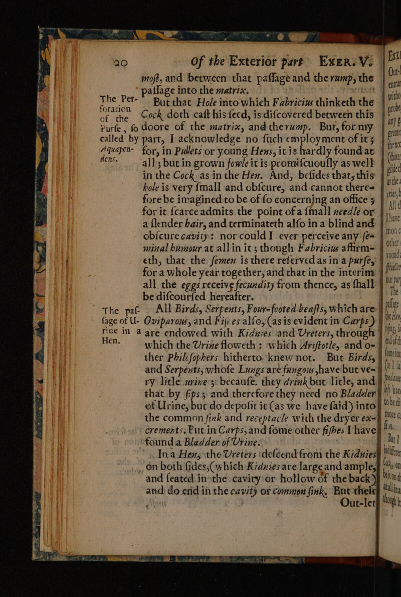 Ext | Cut! } ental | wicho : probe | any § gree thene 20 Of the Exterior par? Exer. V. moft, and between that paffage and the ramp, the affage into the matrix. : reget ee But that Hole into which Fabricius thinketh the ce the eck doth caft his fecd, is difcovered between this Purfe, fo doore of the matrix, andtherump. But, for my called by part, I acknowledge no fach employment of it 5 Aquapen- for, in Pullets or young Hens, itis hardly found at is gia all; but in grown fowle it is promifcuoufly as well | oh in the Cock as inthe Hex. And, befides that; this’ | F ‘ hole is very {mall and obfcure, and cannot there- a fore be imagined.to be of fo concerning an office | ‘Ale for it {carceadmits the point of a {mall xeedle or r a {lender hair, and terminateth alfo in a blind and | in ob{cure cavity: nor could] ever perceive any fe» |) i minal humour at allin it; though Fabricius afirm- En eth, that the femen is there referved as in a purfey ||), for a whole year together, and that in the interim: } i a all the eggs receive fecundity from thence, as thal] } al d be difcour{fed hereafter. | a the paf All Birds, Serpents, Four-feoted beafts, which are: | fage of U- Oviparans, and Fiji es al{o, (as is evident im Carps ) | rive m @ are endowed with Kiduzies and Ureters, through | ee: which the Urine floweth : ‘which Ariftotle, and o- | ther Phikfophers hitherto. knew not. But Bards, } and Serpénts; whofe Lungs are fungous ,have but ve= | (el A ry licle wrine:s: becaufe. they drink but litle, and ji that by SPs and therefore they need no Bladder} i ha et Urine, buc do depofit it (as we have faid) into} tobed the common fink and receptacle with the dryer ex=| MOK crements. Eutin Carps, and fome other fishes [have * ‘tound.a Bladder of Urine. i. Ina.Hevrs the Ureiérs ‘defcend from the Kidniest ble _, on both fides,( which Kiduies are largeand ample, My on and feated inothe cavity or hollow of the back yj Mat and do end in the cavity or common fink, But theirh alin Out-lee “i = hid 1) Nf, W ind oft © fomeint ee ae eet ee eee eee el