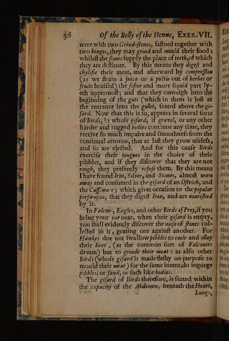 RN. Gm a ie | . 36 Of the Belly of the Henne, ExER. VIL. © bt | were with two Grind-ftones, faftned together with © ie two hinges, they may grind and mould their food; | ™ whileft the /fones fupply the place of teethyof which io they are dcfticute. By this means they digeft and | ant chylifie their meat, and afterward by compreffion ra as we ftrain a juice. or a pultis out of herbes or cerat fruits bruifed) the fofterand more liquid part ly- | the f eth uppermoft; and that they conveigh into the iN) beginning of the guts (which in them is juft at | anda the entrance ‘into the gullet, feated above the gi- | a ais fard. Now that this is fo, appears in feveral forts ] of Birds, ix whofe gifard, if gravel, or any other | tefl harder and rugged bodies continue any time, they} tHe receive fo much impaire and {moothnefs from the } | éontinual attrition, that at laft they grow ufelefs, } {0 and fo are ejected. And for this caufe Birds | ele }| éxercife their tongues in the choice of their } jit pibbles, and if they difcover that they arenot Bigger rough, they. prefently refuse them. By thismeans } iit Thave found Iron, Silver, and Stones, almoft worn ) itt away and con{umed in the gifard of an Oftrich, and )j pup the Cafiwaies which gives occafion to the popular |) Ihe perraions that they digeft Iroz, and are xourifbed ie it. y conn in Falcons, Eagles, and other Birds of Prey, if you tat to bring your earnear, when their gifard is empty, } tkol yo fhall evidently difcover the noife of ftones col- } Vantin efted in it, grating one againft another. For |} thi - Hapkes doe not fwallow pibbles to coole-and allay |) (lot their beat , (as the common fort of Falconers | fide, an dream) but to grinde their meat: as alfo ‘other |} legis Birds (whole gifardis made flefhy on purpofe to Uf the ny mould their meat) for the fame intent,do ingorge brane pibbles, or fand, or fuch like bodies.’ IT into the The gifard of Birds therefore, is feated) within |} teh, the capacity of the Abdomen, beneath the Heart, | (whic ion  Lungs, | il i}