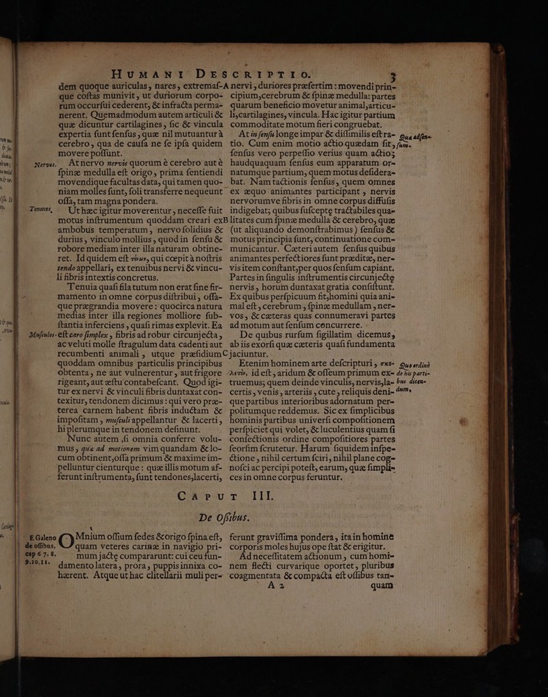 m wp. € fn. ditg, brum j ndi] hir N. h nth TU Afia ntl i i —D——— Á— Nervos. T'enones, Mufculos- E Gileno HUMANI que coftas munivit, ut duriorum corpo- rum occurfui cederent, &amp; infracta perma- nerent. Quemadmodum autem articuli &amp; quix dicuntur cartilagines ; fic &amp; vincula expertia funt fenfus , quz nil mutuantur à cerebro , qua de caufa ne fe ipía quidem movere poffunt. Atnervo zervis quorum é cerebro aut é fpinz medulla eft origo , prima fentiendi movendique facultas data, qui tamen quo- niam molles funt, foli transferre nequeunt offa, tam magna pondera. Ut hzc igitur moverentur , neceffe fuit cipium;,cerebrum &amp; fpinz medulla: partes quarum beneficio movetur animal;articu- li;cartilagines, vincula. Hac igitur partium commoditate motum fieri congruebat. At in fenfu longe impar &amp; difTimilis eft ra- fenfus vero perpeffio verius quam actio; haudquaquam fenfus eum apparatum or- natumque partium, quem motus defidera- bat. Namtactionis fenfus, quem omnes ex aquo animantes participant nervis nervorumve fibrisin omne corpus diffufis indigebat; quibus fufcepte tractabiles qua- ambobus temperatum, nervofolidius &amp; durius , vinculo mollius ; quod in fenfu &amp; robore mediam inter illa naturam obtine- ret. Id quidem eft 792», qui coepit à noftris tendo appellari, ex tenuibus nervi &amp; vincu- li fibris intextis concretus. T'enuia quafifla tutum non erat fine fir- mamento in omne corpus diftribui , offa- que przegrandia movere : quocirca natura medias inter illa regiones molliore fub- ftantia inferciens , quafi rimas explevit. Ea eftearo fimplex , bris ad robur circunjecta, ac veluti molle ftragulum data cadenti aut (ut aliquando demonftrabimus ) fenfus &amp; motus principia funt, continuatione com- municantur. Cateriautem fenfus quibus animantes perfectiores funt przeditz, ner- visitem conftant;per quos fenfum capiant. Partesin fingulis inftrumentis circunjecte nervis, horum duntaxat gratia confiftunt, Ex quibus perfpicuum fit;jhomini quia ani- mal eft ; cerebrum , fpinz medullam , ner- VOS, Gc caeteras quas connumeravi partes ad motum aut fenfum cencurrere. De quibus rurfum figillatim dicemus; ab iis exorfi qux caeteris quafi fundamenta quoddam omnibus particulis principibus obtenta ne aut vulnerentur , aut frigore rigeant, aut eftu contabefcant. Quod igi- tur exnervi &amp; vinculi fibris duntaxat con- texitur, tendonem dicimus : qui vero prz- tetea carnem habent fibris inductam &amp; impofitam , zfculi appellantur &amp; lacerti , hi plerumque in tendonem definunt. Nunc autem fi omnia conferre volu- mus ; qu 4d. rmotionem vim quandam &amp;lo- cum obtinent;offa primum &amp; maxime im- pelluntur cienturque : quz illis motum af- ferunt inftrumenta, funt tendones;lacerti, que partibus interioribus adornatum per- politumque reddemus. Sic ex fimplicibus hominis partibus univerfi compofitionem perfpiciet qui volet, &amp; luculentius quam fi confectionis ordine compofitiores partes feorfim fcrutetur. Harum fiquidem infpe- &amp;ione , nihil certum fciri, nihil plane cog- nofci ac percipi poteft, earum, quz fimpli- ces in omne corpus feruntur. ELE X O Mnium offium fedes &amp;origo fpina eft, quam veteres carimz in navigio pri- mum jac&amp;te compararunt: cui ceu fun- damento latera, prora, puppisinnixa co- harent. Atque ut hac clitellarii muli per- ferunt graviffima pondera, itain homine corporis moles hujus ope ftat &amp; erigitur. Adneceffitatem actionum ; cum homi- nem flecti curvarique oportet, pluribus coagmentata &amp; compacta eft oflibus tan- ua Aden».