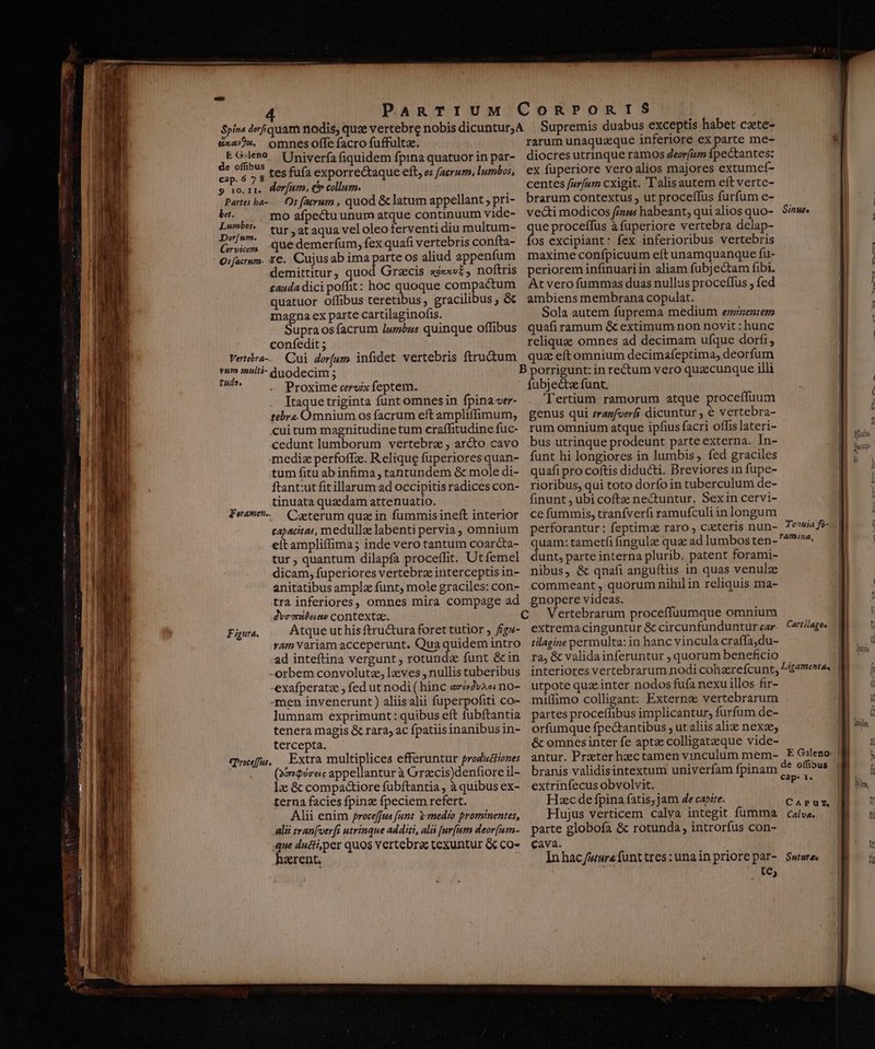 xe». omnesoffe facro fuffulta. a Oudens. Univerfa fiquidem fpina quatuor in par- cap. 6 7 $ £€5 fufa exporrectaque eft, os /aerum, lumbos, 9 10. II* dorfum, e collum. Partes ba-.— Os facrum , quod &amp; latum appellant , pri- mo afpectu unum atque continuum vide- tur , at aqua vel oleo ferventi diu multum- Gs quedemerfum, fexquafi vertebris confta- O:facrum. re. Cujusab ima parte os aliud appenfum demittitur, quod Grzcis xéx«v£, noftris cauda dici poffit: hoc quoque compactum quatuor offibus teretibus, gracilibus , &amp; magna ex parte cartilaginofis. Supra os facrum Jwmbus quinque offibus confedit ; Vetebra-..— Cui dor[um infidet vertebris firu&amp;tum d n duodecim A | Y Proxime cervix feptem. Itaque triginta funt omnes in fpina ver- tebra. insist os facrum eft ampliffimum, cuitum magnitudine tum craffitudine fuc- cedunt lumborum vertebra , ar&amp;o cavo mediz perfoffz.. Relique fuperiores quan- tum fitu ab infima, tantundem &amp; mole di- ftant:ut fit illarum ad occipitis radices con- tinuata quaedam attenuatio. Cazterum quz in fummisineft interior capacitau, medulla labenti pervia; omnium eitampliffima ; inde vero tantum coarcta- tur ; quantum dilapía proceffit. Utfemel dicam, fuperiores vertebra interceptis in- anitatibus ample funt, mole graciles: con- tra inferiores, omnes mira compage ad dvemileiew contextae. Atque ut his ftru&amp;ura foret tutior , f/gu- ram Variam acceperunt, Qua quidem intro ad inteftina vergunt , rotunda funt &amp;in -orbem convolutz, lzves , nullis tuberibus exafperatz , fed ut nodi ( hinc ezo2va« no- men invenerunt ) aliis alii fuperpofiti co- Iumnam exprimunt : quibus eft fubftantia tenera magis &amp; rara, ac fpatiisinanibus in- tercepta. Extra multiplices efferuntur productiones (22mQsc«s appellantur à Grzecis)denfiore il- la &amp; compa&amp;iore fubftantia , à quibus ex- terna facies fpinz fpeciem refert. Alii enim Procef[us funt &amp;-medio prominentes, alii tran[ver[i utrinque additi, alá [ur[um deor[um- que duci; per quos vertebra texuntur &amp; co- harent. Feramen.. Fgura. €Proceffus. duabus exceptis habet czte- rarum unaquzque inferiore ex parte me- diocres utrinque ramos deorfum fpectantes: ex fuperiore vero alios majores extumef- centes furfum cxigit. ''alisautem eft verte- brarum contextus , ut proceffus furfum e- vecti modicos fizus habeant, qui alios quo- que proceffus à fuperiore vertebra delap- fos excipiant: fex inferioribus vertebris maxime confpicuum eft unamquanque fu- periorem infinuariin aliam fubjectam fibi. At vero fummas duas nullus proceffus , fed ambiens membrana copulat. Sola autem fuprema medium ezeniem quafi ramum &amp; extimum non novit : hunc relique omnes ad decimam ufque dorfi , quz eft omnium decimafeptima, deorfum PNE — — Vig fubjectz funt. Tertium ramorum atque proceffuum genus qui franfverfi dicuntur , € vertebra- rum omnium atque ipfius facri offis lateri- bus utrinque prodeunt parte externa. In- funt hi longiores in lumbis, fed graciles quafi pro coftis diducti. Drevioresin fupe- rioribus, qui toto dorfo in tuberculum de- finunt , ubi cofta ne&amp;untur. Sexin cervi- ce fummis, tranfverfi ramufculiin longum perforantur : feptimz raro , czteris nun- quam: tametfi fingulz qua ad lumbos ten- dunt, parte interna plurib. patent forami- nibus, &amp; qnafi anguítiis in quas venulz commeant , quorum nihil in reliquis ma- gnopere videas. C Vertebrarum proceffuumque omnium extremacinguntur &amp; circunfunduntur ear tilagine permulta: in hanc vincula craffa,du- ra, &amp; validainferuntur ; quorum beneficio interiores vertebrarum nodi cohzrefcunt, utpote quae inter nodos fufa nexu illos fir- miffimo colligant: Externe vertebrarum partes proceffibus implicantur, furfum de- orfumque fpectantibus , ut aliis alize nexa; &amp; omnesinter fe aptz colligatzeque vide- antur. Praeter hectamen vinculum mem- branis validisintextum univerfam fpinam extrinfecus obvolvit. Hzc de fpina fatis,jam de capire. Hujus verticem calva integit fumma parte globofa &amp; rotunda, introrfus con- cava. Inhac/wwra funt tres ; unain priore par- te, Tenia fó-—. TAThA, Cartilagee Ligamente. | E Galeno: de offipus cap. l« Sututes