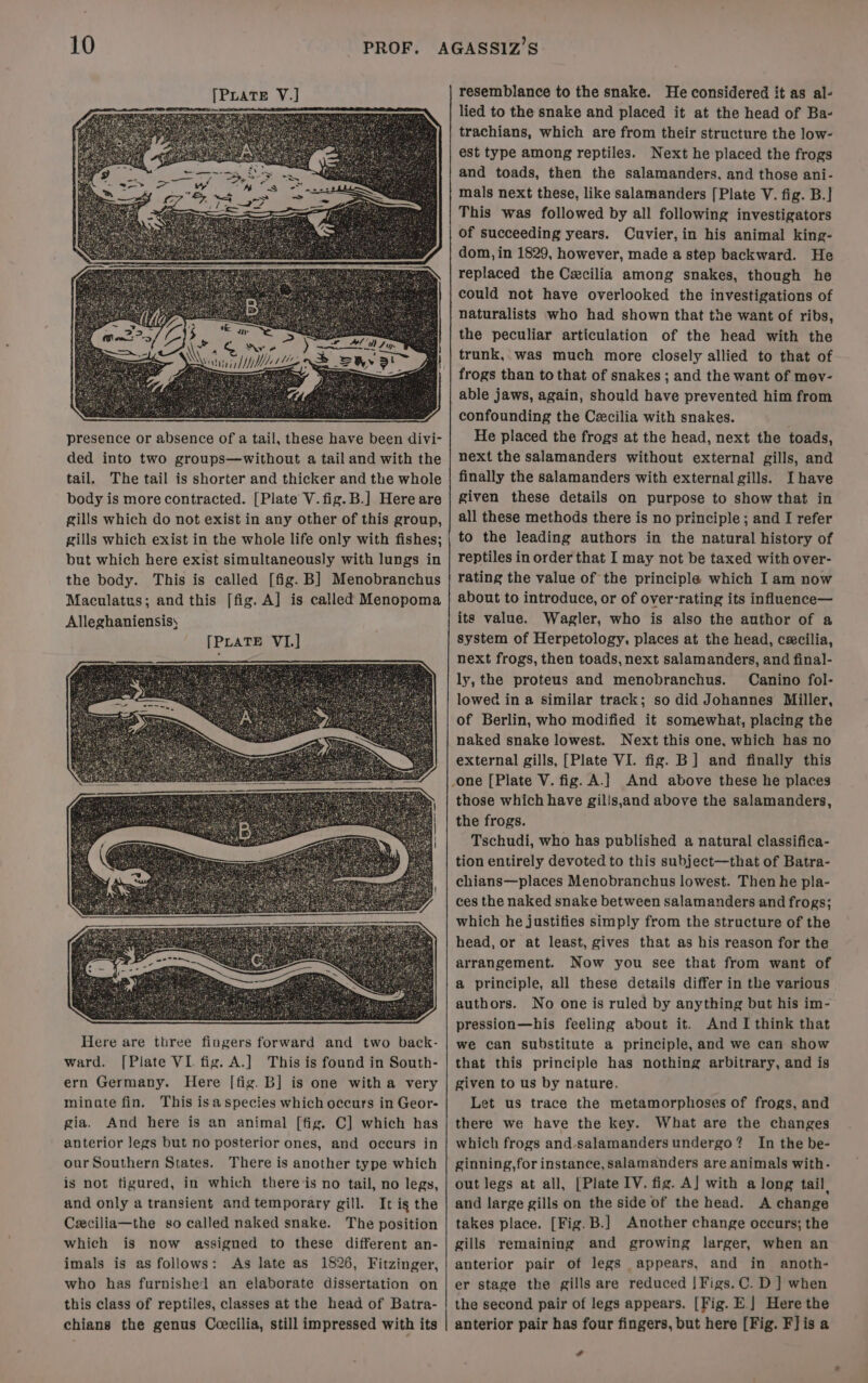Fst presence or absence of a tail, these have been divi- ded into two groups—without a tail and with the tail. The tail is shorter and thicker and the whole body is more contracted. [Plate V. fig. B.] Here are gills which do not exist in any other of this group, gills which exist in the whole life only with fishes; but which here exist simultaneously with lungs in the body. This is called [fig. B] Menobranchus Maculatus; and this [fig. A] is called Menopoma Alleghaniensis; Here are three fingers forward and two back- ward. [Plate VI. fig. A.] This is found in South- ern Germany. Here [fig. B] is one witha very minate fin. This isa species which occurs in Geor- gia. And here is an animal [fig. C] which has anterior legs but no posterior ones, and occurs in our Southern States. There is another type which is not tigured, in which there is no tail, no legs, and only a transient and temporary gill. It ig the Cexcilia—the so called naked snake. The position which is now assigned to these different an- imals is as follows: As late as 1826, Fitzinger, who has furnished an elaborate dissertation on this class of reptiles, classes at the head of Batra- chians the genus Coecilia, still impressed with its resemblance to the snake. He considered it as al- lied to the snake and placed it at the head of Ba- trachians, which are from their structure the low- est type among reptiles. Next he placed the frogs and toads, then the salamanders, and those ani- mals next these, like salamanders [Plate V. fig. B.] This was followed by all following investigators of succeeding years. Cuvier, in his animal king- dom, in 1829, however, made a step backward. He replaced the Cecilia among snakes, though he could not have overlooked the investigations of naturalists who had shown that the want of ribs, the peculiar articulation of the head with the trunk, was much more closely allied to that of frogs than to that of snakes ; and the want of mov- able jaws, again, should have prevented him from confounding the Cecilia with snakes. He placed the frogs at the head, next the toads, next the salamanders without external gills, and finally the salamanders with external gills. I have given these details on purpose to show that in all these methods there is no principle ; and I refer to the leading authors in the natural history of reptiles in order that I may not be taxed with over- rating the value of the principle which I am now about to introduce, or of over-rating its influence— its value. Wagler, who is also the author of a system of Herpetology, places at the head, cecilia, next frogs, then toads, next salamanders, and final- ly, the proteus and menobranchus. Canino fol- lowed in a similar track; so did Johannes Miller, of Berlin, who modified it somewhat, placing the naked snake lowest. Next this one, which has no external gills, [Plate VI. fig. B] and finally this those which have gilis,and above the salamanders, the frogs. Tschudi, who has published a natural classifica- tion entirely devoted to this subject—that of Batra- chians—places Menobranchus lowest. Then he pla- ces the naked snake between salamanders and frogs; which he justifies simply from the structure of the head, or at least, gives that as his reason for the arrangement. Now you see that from want of a principle, all these details differ in the various authors. No one is ruled by anything but his im- pression—his feeling about it. And I think that we can substitute a principle, and we can show that this principle has nothing arbitrary, and is given to us by nature. Let us trace the metamorphoses of frogs, and there we have the key. What are the changes which frogs and salamanders undergo? In the be- ginning,for instance, salamanders are animals with- out legs at all, [Plate IV. fig. A] with a long tail, and large gills on the side of the head. A change takes place. [Fig.B.] Another change occurs; the gills remaining and growing larger, when an auterior pair of legs appears, and in anoth- er stage the gills are reduced |Figs.C. D } when the second pair of legs appears. [Fig. E.] Here the anterior pair has four fingers, but here [Fig. F]is a ¢