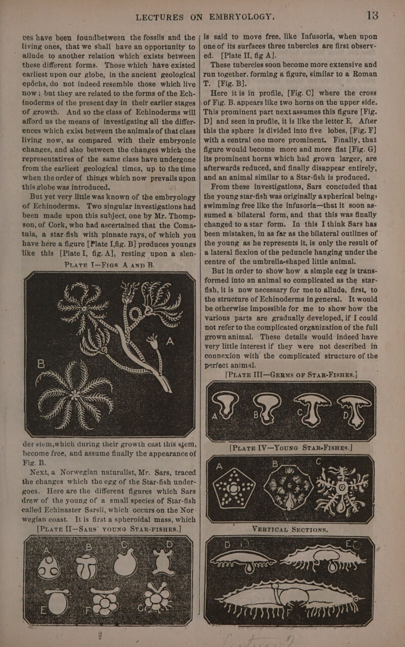 ces have been foundbetween the fossils and the living ones, that we shall have an opportunity to allude to another relation which exists between these different forms. Those which have existed earliest upon cur globe, in the ancient geological epdéchs, do not indeed resemble those which live now ; but they are related to the forms of the Ech- inoderms of the present day in their earlier stages of growth. And so the class of Echinoderms will afford us the means of investigating all the differ- ences which exist between the animals of that class living now, as compared with their embryonic changes, and also between the changes which: the representatives of the same class have undergone from the earliest geological times, up to the time when theorder of things which now prevails upon this globe was introduced. But yet very little was known of the embryology of Echinoderms. Two singular investigations had been made upon this subject, one by Mr. Thomp- son, of Cork, who had ascertained that the Coma- tula, a star-fish with pinnate rays, of which you have here a figure [Plate I,fig. B] produces youngs like this [Plate I, fig. A], resting upon a slen- PratEeE I—Fres A ann B. der stem,which during their growth cast this stem, become free, and assume finally the appearance of Fig. B. Next, a Norwegian naturalist, Mr. Sars, traced the changes which the egg of the Star-fish under- goes. Here are the different figures which Sars drew of the young of a small species of Star-fish called Echinaster Sarsii, which occurs on the Nor- wegian coast. It is first a spheroidal mass, which [PLate Ii—Sars’ youne STAR-FISHES.] 7 E ttaaes s * EMBRYOLOGY. 13 is said to move free, like Infusoria, when upon one of its surfaces three tubercles are first observ- ed. [Plate IL, fig A]. These tubercles soon become more extensive and run together. forming a figure, similar to a Roman T. [Fig. B]. Here itis in profile, [Fig.C] where the cross of Fig. B. appears like two horns on the upper side. This prominent part next assumes this figure [Fig. D] and seen in profile, it is like the letter E, After this the sphere is divided into five lobes, [Fig. F] with a central one more prominent. Finally, that figure would become more and more flat [Fig. G] its prominent horns which had grown larger, are afterwards reduced, and finally disappear entirely, and an animal similar to a Star-fish is produced. From these investigations, Sars concluded that the young star-fish was originally aspherical being» swimming free like the infusoria—that it soon as- sumed a bilateral form, and that this was finally changed to astar form. In this I think Sars has been mistaken, in as far as the bilateral outlines of the young as he represents it, is only the result of a lateral flexion of the peduncle hanging under the centre of the umbrella-shaped little animal. But in order to show how a simple egg is trans- formed into an animal so complicated as the star- fish, it is now necessary for meto allude, first,. to the structure of Echinoderms in general. It would be otherwise impossible for me to show how the various parts are gradually developed, if I could not refer to the complicated organization of the full grown animal. These Getails would indeed have