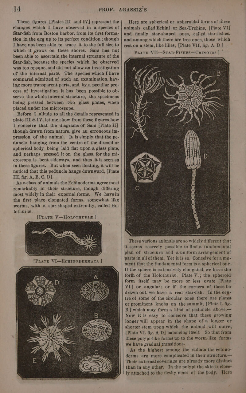 These figures [Plates III and EV] represent the changes which I have observed in a species of Star-fish from Boston harbor, from its first forma- tion in the egg up to its perfect condition ; though I have not been able to trace it to the full size to which it grows on these shores. Sars has not been able to ascertain the internal structure of the Star-fish, because the species which he observed was too opaque, and did not allow an investigation of the internal parts. The species which I have compared admitted of such an examination, havy- ing more transparent parts, and by a peculiar pro- cess of investigation it has been possible to ob- serve the whole internal structure, the specimens being pressed between two glass plates, when placed under the microseope. Before I allude to all the details represented in plate I[I &amp; IV, let me show from these figures how I conceive that the diagrams of Sars [Plate II] though drawn from nature, give an erroneous im- pression of the animal. It is simply that the pe- duncle hanging from the centre of the discoid or spherical body being laid flat upon a glass plate, and perhaps pressed it on the glass, for the mi- croscope is bent sideways, and thus it is seen as in these figures. But when seen floating, it will be noticed that this peduncle hangs downward, [Plate III, fig, A, B, C, D]. As aclass of animals the Echinoderms agree most remarkably in their structure, though differing most widely in their external forms. We havein the first place elongated forms, somewhat like worms, with a star-shaped extremity, called Ho- lothuriz. [PLraTtE V—HotorTuurti | Here are spherical or spheroidal forms of these animals called Echini or Sea-Urchins, [Plate VI} and finally star-shaped ones, called star-fishes, and among which there are free ones, those which rest on a stem, like lilies, [Plate VII, fig. A. D.] Prats VI{—Sran-Fisnes—Crinorps | ~ These various animals are so widely different that if seems scarcely possible to finda fundamental plan of structure and a uniform arrangement of parts in allofthem. Yet it is so. Conceive for a mo- ment that the fundamental form is a spherical one.. If the sphere is extensively elongated, we have the forma of the Holothuriz, Plate V.; the spheroid form itself may be more or less ovate [Plate- VI.| or angular; or if the corners of these be drawn out, we have a real star-fish. In the cen- tre of some of the circular ones there are plates or prominent knobs on the summit, [Plate LI. fig.. B.] which may form a kind of peduncle above.— Now it is easy to conceive that these growing’ longer will appear in the shape of a longer or shorter stem upon which the animal will move, [Plate VI. fig. A D] balancing itself. So that from these polypi-like forms up to the worm. like forms we have gradual transitions. As the highest among the radiata the echino- derms are more complicated in their structure.— Their external coverings are already more distinct than in any other. In the polypi the skin is close- ly attached to the fleshy mass of the hody. Here