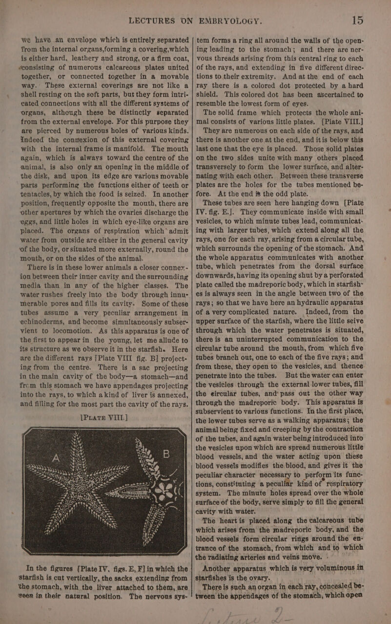 we have an envelope which is entirely separated from the internal organs,forming a covering,which is either hard, leathery and strong, or a firm coat, “consisting of numerous calcareous plates united together, or connected together in a movable way. These external coverings are not like a shell resting on the soft parts, but they form intri- cated connections with all the different systems of organs, altheugh these be distinctly separated from the external envelope. For this purpose they are pierced by numerous holes of various kinds. indeed the conrexion of this external covering with the internal frame is manifold. The mouth again, which is always toward the centre of the animal, is also only an opening in the middle of the disk, and upon its edge are various movabie parts performing the functions either of teeth or tentacles, by which the food is seized. In another position, frequently opposite the mouth, there are other apertures by which the ovaries discharge the eggs, and little holes in which eye-like organs are placed. The organs of respiration which“ admit water from outside are either in the general cavity ‘of the body, or situated more externally, round the mouth, or on the sides of the animal. There is in these lower animals a closer connex- ion between their inner cavity and the surrounding media than in any of the higher classes. The water rushes freely into the body through innu- merabie pores and fills its cavity. Some of these tubes assume a very peculiar arrangement in echinoderms, and become simultaneously subser- vient to locomotion. As this apparatus is one of the first to appearin the young, let me allude to its structure as we observe it in the starfish. Here are the diferent rays ]Plate VIII fig. B] project- ing from the centre. starfish is cut vertically, the sacks extending from the stomach, with the liver attached to them, are seen in their natural position. The nervous sys- 15 tem forms a ring all around the walls of the open- ing leading to the stomach; and there are ner- vous threads arising from this central ring to each of the rays, and extending in five different direc- tions to their extremity. And atthe end of each ray there is a colored dot protected by a hard shield. This colored dot has been ascertained to resemble the lowest form of eyes. The solid frame which protects the whole ani- mal consists of various little plates. {Plate VIII.] They are numerous on each side of the rays, and there is another one at the end, and itis below this last one that the eye is placed. Those solid plates on the two sides unite with many others placed transversely to form the lower surface, and alter- nating with each other. Between these transverse plates are the holes for the tubes mentioned be- fore. At the end is the odd plate. These tubes are seen here hanging down [Plate IV. fig. H.]. They communicate inside with small vesicles, to which minute tubes lead, communicat- ing with larger tubes, which extend along all the rays, one for each ray, arising from a circular tube, which surrounds the opening of the stomach. And the whole apparatus communicates with another tube, which penetrates from the dorsal surface downwards, having its opening shut by a perforated plate called the madreporic body, which in starfish- es is always seen in the angle between two of the rays; so that we have here an hydraulic apparatus of avery complicated nature. Indeed, from the upper surface of the starfish, where the littie seive through which the water penetrates is situated, there is an uninterrupted communication to the circular tube around the mouth, from which five tubes branch out, one to each of the five rays; and from these, they open to the vesicles, and thence penetrate into the tubes. But the water can enter the vesicles through the external-lower tubes, fill the eircular tubes, and* pass out the other way through the madreporic body. This apparatus is subservient to various functions. In the first place, the lower tubes serve as a walking apparatus; the animal being fixed and creeping by the contraction of the tubes, and again water being introduced into the vesicles upon which are spread numerous little blood vessels, and the water acting upon these blood vesseis modifies the blood, and gives it the peculiar character necessary to perform its func- tions, constituting a peculiar kind of respi atory system. The minute holes spread over the whole surface of the body, serve simply to fill the general cavity with water. The heart is placed along the calcareous tube which arises from the madreporic body, and the bleod vessels form circular rings around the en: trance of the stomach, from which and to which the radiating arteries and veins move. - Another apparatus which is very volaminous in starfishes is the ovary. There is such an organ in each ray, concealed be- tween the appendages of the stomach, which open