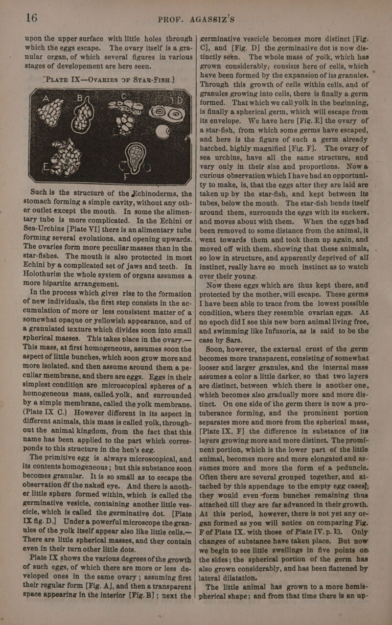 upon the upper surface with little holes through which the eggs escape. The ovary itself is a gra- nular organ, of which several figures in various stages of developement are here seen. “PLateE [X—Ovaries oF StTar-F1suH.] Such is the structuré of the Echinoderms, the stomach forming a simple cavity, without any oth- er outlet except the mouth. In some the alimen- tary tube is more complicated. Inthe Echini or Sea-Urchins [Plate VI] there is an alimentary tube forming several evolutions, and opening upwards. The ovaries form more peculiar masses than in the star-fishes. The mouth is also protected in most Echini by a complicated set of jaws and teeth. In Holothuris the whole system of organs assumes &amp; more bipartite arrangement. In the process which gives rise to the formation of new individuals, the first step consists in the ac- cumulation of more or less consistent matter of a somewhat opaque or yellowish appearance, and of &amp; granulated texture which divides soon into small spherical masses. This takes place in the ovary.— This mass, at first homogeneous, assumes soon the aspect of little bunches, which soon grow more and more isolated, and then assume around them a pe- culiar membrane, and there areeggs. Eggs in their simplest condition are microscopical spheres of a homogeneous mass, called yolk, and surrounded by a simple membrane, called the yolk membrane. (Plate IX C.) However different in its aspect in different animals, this mass is called yolk, through- out the animal kingdom, from the fact that this name has been applied to the part which corres- ponds to this structure in the hen’s egg. The primitive egg is always microscopical, and its contents homogeneous ; but this substance soon becomes granular. It is so small as to escape the observation 6f the naked eye. And there is anoth- er little sphere formed within, which is called the germinative vesicle, containing another little ves- cicle, which is called the germinative dot. [Plate IX fig.D.] Undera powerful microscope the gran- ules of the yolk itself appear also like little cells.— There are little spherical masses, and they contain even in their turn other little dots. Plate IX shows the various degrees of the growth of such eggs, of which there are more or less de- veloped ones in the same ovary ; assuming first their regular form [Fig. A], and then a transparent space appearing in the interior [Fig.B] ; next the germinative vescicle becomes more distinct [Fig. C], and [Fig. D] the germinative dot is now dis- tinctly seen. The whole mass of yolk, which has grown considerably; consists here of cells, which have been formed by the expansion of its granules. ? Through this growth of cells within cells, and of granules growing into cells, there is finally a germ formed. That which we call yolk in the beginning, is finally a spherical germ, which will escape from its envelope. We have here [Fig. E] the ovary of a Star-fish, from which some germs have escaped, and here is the figure of such a germ already hatched, highly magnified [Fig. F]. The ovary of sea urchins, have all the same structure, and vary only in their size and proportions. Nowa curious observation which I have had an opportuni- ty to make, is, that the eggs after they are laid are taken up by the star-fish, and kept between its tubes, below the mouth. The star-tish bends itself around them, surrounds the eggs with its suckers, and moves about with them. When the eggs had been removed to some distance from the animal, it went towards them and took them up again, and moved off with them. showing that these animals, so low in structure, and apparently deprived of all. instinct, really have so much instinct as to watch over their young. Now these eggs which are thus kept there, and protected by the mother, will escape. These germs I have been able to trace from the lowest possible condition, where they resemble ovarian eggs. At no epoch didI see this new born animal living free, and swimming like Infusoria, as is said to be the case by Sars. Soon, however, the external crust of the germ becomes more transparent, consisting of somewhat looser and larger granules, and the internal mass assumes a color a little darker, so that two layers are distinct, between which there is another one, which becomes also gradually more and more dis- tinct. On one side of the germ there is now a pro- tuberance forming, and the prominent portion separates more and more from the spherical mass, [Plate IX, F] the difference in substance of its layers growing more and more distinct. The promi- nent portion, which is the lower part of the little animal, becomes more and more elongated and as- sumes more and more the form of a peduncle. Often there are several grouped together, and at- tached by this appendage to the empty egg cases}; they would even-form bunches remaining thus attached till they are far advanced in their growth. At this period, however, there is not yet any or- gan formed as you will notice on comparing Fig. F of Plate IX. with those of PlateIV.p.33. Only changes of substance have taken place. But now we begin to see little swellings in five points om the sides; the spherical portion of the germ has also grown considerably, and has been flattened by lateral dilatation. The little animal has grown to a more hemis- pherical shape; and from that time there is an up-