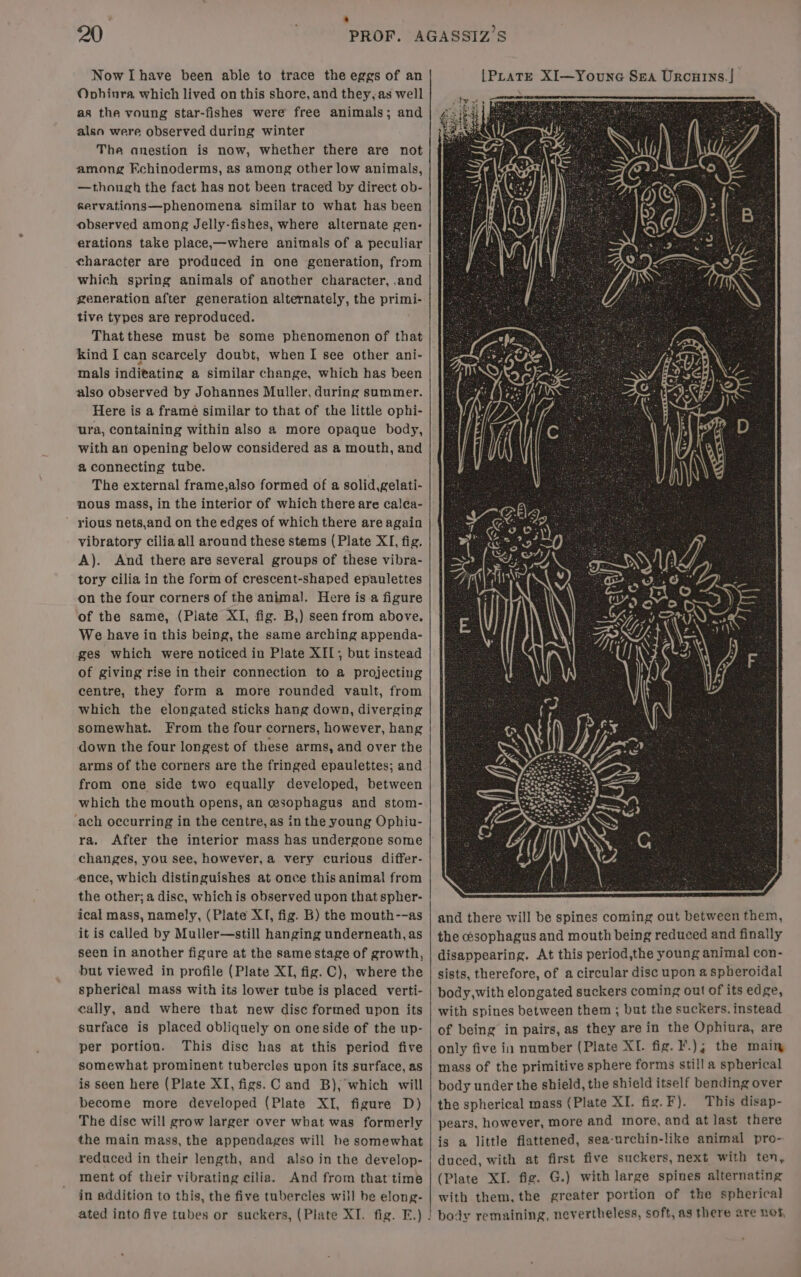 Now I have been able to trace the eggs of an Ovhinra which lived on this shore, and they, as well as the voung star-fishes were free animals; and alsn were observed during winter The anestion is now, whether there are not among Echinoderms, as among other low animals, —thongh the fact has not been traced by direct ob- gervations—phenomena similar to what has been observed among Jelly-fishes, where alternate gen- erations take place,—where animals of a peculiar eharacter are produced in one generation, from which spring animals of another character, and generation after generation alternately, the primi- tive types are reproduced. That these must be some phenomenon of that kind I can scarcely doubt, when I see other ani- mals inditating a similar change, which has been also observed by Johannes Muller, during summer. Here is a framé similar to that of the little ophi- ura, containing within also a more opaque body, with an opening below considered as a mouth, and a connecting tube. The external frame,also formed of a solid,gelati- nous mass, in the interior of which there are calca- rious nets,and on the edges of which there are again vibratory cilia all around these stems (Plate XI, fig. A). And there are several groups of these vibra- tory cilia in the form of crescent-shaped epaulettes on the four corners of the animal. Here is a figure of the same, (Plate XI, fig. B,) seen from above. We have iu this being, the same arching appenda- ges which were noticed in Plate XII; but instead of giving rise in their connection to a projecting centre, they form a more rounded vault, from which the elongated sticks hang down, diverging somewhat. From the four corners, however, hang down the four longest of these arms, and over the arms of the corners are the fringed epaulettes; and from one side two equally developed, between which the mouth opens, an esophagus and stom- ach occurring in the centre, as in the young Ophiu- ra. After the interior mass has undergone some changes, you see, however, a very curious differ- ence, which distinguishes at once this animal from the other; a disc, whichis observed upon that spher- ical mass, namely, (Plate XI, fig. B) the mouth--as it is called by Muller—still hanging underneath, as seen in another figure at the same stage of growth, but viewed in profile (Plate XI, fig. C), where the spherical mass with its lower tube is placed verti- cally, and where that new disc formed upon its surface is placed obliquely on one side of the up- per portion. This disc has at this period five somewhat prominent tubercles upon its surface, as is seen here (Plate XI, figs. C and B), which will become more developed (Plate XI, figure D) The disc will grow larger over what was formerly the main mass, the appendages will he somewhat reduced in their length, and also in the develop- ment of their vibrating cilia. And from that time in addition to this, the five tubercles will be elong- ated into five tubes or suckers, (Plate XI. fig. E.) ! and there will be spines coming out between them, the esophagus and mouth being reduced and finally disappearing. At this period,the young animal con- sists, therefore, of a circular disc upon a spheroidal body,with elongated suckers coming out of its edge, with spines between them ; but the suckers. instead of being in pairs, as they arein the Ophiura, are only five in number (Plate XL. fig. F.); the main mass of the primitive sphere forms still a spherical body under the shield, the shield itself bending over This disap- pears, however, more and more, and at last there is a little flattened, sea-urchin-like animal pro- duced, with at first five suckers, next with ten, (Plate XI. fig. G.) with large spines alternating with them, the greater portion of the spherical body remaining, nevertheless, soft, as there are not,