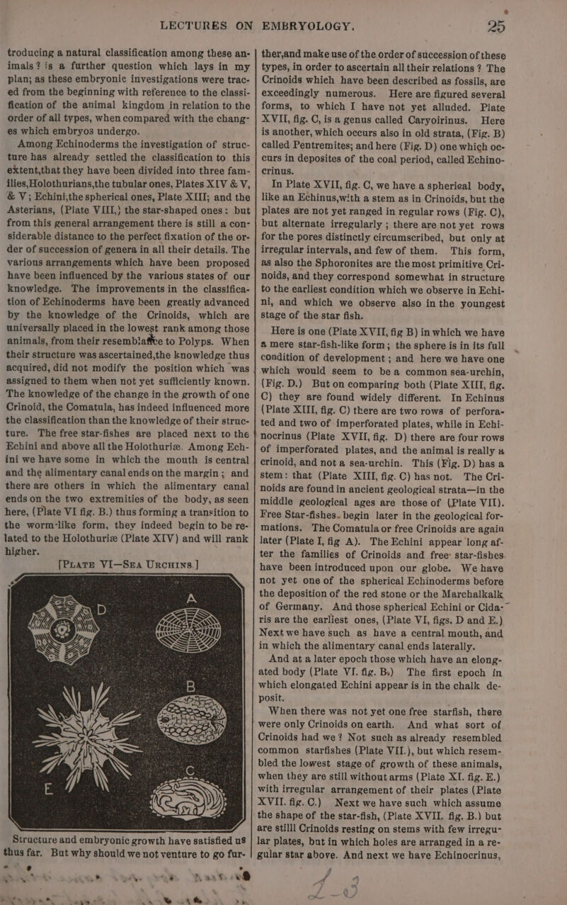 troducing a natural classification among these an- imals? is a further question which lays in my plan; as these embryonic investigations were trac- ed from the beginning with reference to the classi- fication of the animal kingdom in relation to the order of all types, when compared with the chang- es which embryos undergo. Among Echinoderms the investigation of struc- ture has already settled the classification to this extent,that they have been divided into three fam- ilies, Holothurians,the tubular ones, Plates XIV &amp; V, &amp; V; Echini,the spherical ones, Plate XII; and the Asterians, (Plate VIII,\ the star-shaped ones: but from this general arrangement there is still a con- siderable distance to the perfect fixation of the or- der of succession of genera in all their details. The various arrangements which have been proposed have been influenced by the various states of our knowledge. The improvements in the classifica- tion of Echinoderms have been greatly advanced by the knowledge of the Crinoids, which are universally placed in the lowest rank among those animals, from their Se hiaiee to Polyps. When their structure was ascertained,the knowledge thus acquired, did not modify the position which was assigned to them when not yet sufficiently known. The knowledge of the change in the growth of one Crinoid, the Comatula, has indeed influenced more the classification than the knowledge of their struc- ture. The free star-fishes are placed next to the Echini and above all the Holothuriz. Among Ech- ini we have some in which the mouth is central and the alimentary canal ends onthe margin; and there are others in which the alimentary canal ends on the two extremities of the body, as seen here, (Plate VI fig. B.) thus forming a transition to the worm-like form, they indeed begin to be re- lated to the Holothuriz (Plate XIV) and will rank higher. Structure and embryonic growth have satisfied u8 thus far. But why should we not venture to go fur- ° BD 24008 SOA oh Wat -@ &amp; 1.6 > de .— aie . + ee . —s. | - ™ * ther,and make use of the order of succession of these types, in order to ascertain all their relations ? The Crinoids whieh have been described as fossils, are exceedingly numerous. Here are figured several forms, to which I have not yet alluded. Plate XVII, fig. C, is a genus called Caryoirinus. Here is another, which occurs also in old strata, (Fig. B) called Pentremites; and here (Fig. D) one which oe- curs in deposites of the coal period, called Echino- crinus. In Plate XVII, fig. C, we have a spherical body, like an Echinus,with a stem as in Crinoids, but the plates are not yet ranged in regular rows (Fig. C), but alternate irregularly ; there are not yet rows for the pores distinctly circumscribed, but only at irregular intervals, and few of them. This form, as also the Sphoronites are the most primitive Cri- noids, and they correspond somewhat in structure to the earliest condition which we observe in Echi- ni, and which we observe also inthe youngest stage of the star fish. Here is one (Plate XVII, fig B) in which we have &amp; mere star-fish-like form; the sphere is in its full condition of development ; and here we have one which would seem to be a common sea-urchin, (Fig. D.) But on comparing both (Plate XIII, fig. C) they are found widely different. In Echinus (Plate XIII, fig. C) there are two rows of perfora- ted and two of imperforated plates, while in Echi- nocrinus (Plate XVII, fig. D) there are four rows of imperforated plates, and the animal is really a crinoid, and not a sea-urchin. This (Fig. D) has a stem: that (Plate XIII, fig.C) has not. The Cri- noids are found in ancient geological strata—in the middle geological ages are those of (Plate VII). Free Star-fishes- begin later in the geological for- mations. The Comatulaor free Crinoids are again later (Plate I, fig A). The Echini appear ‘long af- ter the families of Crinoids and free: star-fishes have been introduced upon our globe. We have not yet oneof the spherical Echinoderms before the deposition of the red stone or the Marchalkalk of Germany. And those spherical] Echini or Cida-~ ris are the earliest ones, (Plate VI, figs. D and E.) Next we have such as have a central mouth, and in which the alimentary canal ends laterally. And at a later epoch those which have an elong- ated body (Plate VI. fig. Bs) The first epoch in which elongated Echini appear is in the chalk de- posit. When there was not yet one free starfish, there were only Crinoids on earth. And what sort of Crinoids had we? Not such as already resembled common starfishes (Plate VII.), but which resem- bled the lowest stage of growth of these animals, when they are still without arms (Plate XI. fig. E.) with irregular arrangement of their plates (Plate XVII. fig.C.) Next we have such which assume are stilll Crinoids resting on stems with few irregu- lar plates, but in which holes are arranged in a re- gular star above. And next we have Echinocrinus,