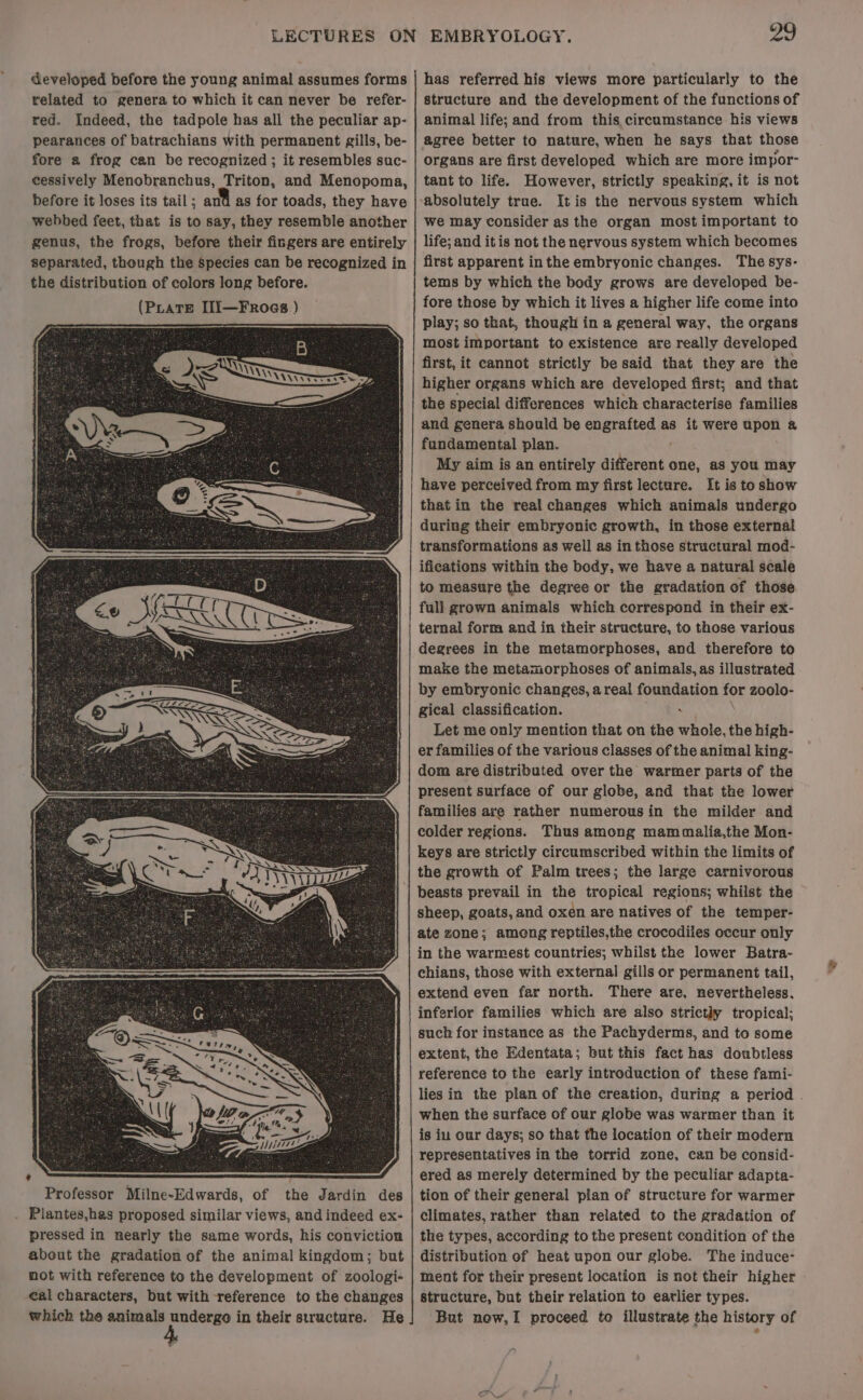 developed before the young animal assumes forms related to genera to which it can never be refer- red. Indeed, the tadpole has all the peculiar ap- pearances of batrachians with permanent gills, be- fore a frog can be recognized ; it resembles suc- cessively Menobranchus, Triton, and Menopoma, before it loses its tail ; ant as for toads, they have webbed feet, that is to say, they resemble another genus, the frogs, before their fingers are entirely separated, though the Species can be recognized in the distribution of colors long before. 2 Professor Milne~-Edwards, of the Jardin des . Plantes,has proposed similar views, and indeed ex- pressed in nearly the same words, his conviction about the gradation of the animal kingdom; but not with reference to the development of zoologi- eal characters, but with reference to the changes which the animals undergo in their structure. He has referred his views more particularly to the structure and the development of the functions of animal life; and from this circumstance his views agree better to nature, when he says that those organs are first developed which are more impor- tant to life. However, strictly speaking, it is not ‘absolutely true. Itis the nervous system which we may consider as the organ most important to life; and itis not the nervous system which becomes first apparent inthe embryonic changes. The sys- tems by which the body grows are developed be- fore those by which it lives a higher life come into play; so that, though in a general way, the organs most important to existence are really developed first, it cannot strictly be said that they are the higher organs which are developed first; and that the special differences which characterise families and genera should be engrafted as it were upon @ fundamental plan. My aim is an entirely different one, as you may have perceived from my first lecture. It is toshow that in the real changes which animals undergo during their embryonic growth, in those external transformations as well as in those structural mod- ifications within the body, we have a natural scale to measure the degree or the gradation of those full grown animals which correspond in their ex- ternal form and in their structure, to those various degrees in the metamorphoses, and therefore to make the metamorphoses of animals, as illustrated by embryonic changes, areal foundation for zoolo- gical classification. . Let me only mention that on the whole, the high- er families of the various classes of the animal king- dom are distributed over the warmer parts of the present surface of our globe, and that the lower families are rather numerousin the milder and colder regions. Thus among mammalia,the Mon- keys are strictly circumscribed within the limits of the growth of Palm trees; the large carnivorous beasts prevail in the tropical regions; whilst the sheep, goats, and oxen are natives of the temper- ate zone; among reptiles,the crocodiles occur only in the warmest countries; whilst the lower Batra- chians, those with external gills or permanent tail, extend even far north. There are, nevertheless. inferior families which are also strictly tropical; such for instance as the Pachyderms, and to some extent, the Edentata; but this fact has doubtless reference to the early introduction of these fami- when the surface of our globe was warmer than it is iu our days; so that the location of their modern representatives in the torrid zone, can be consid- ered as merely determined by the peculiar adapta- tion of their general plan of structure for warmer climates, rather than related to the gradation of the types, according to the present condition of the distribution of heat upon our globe. The induce- ment for their present location is not their higher structure, but their relation to earlier types. But now, proceed to illustrate the history of