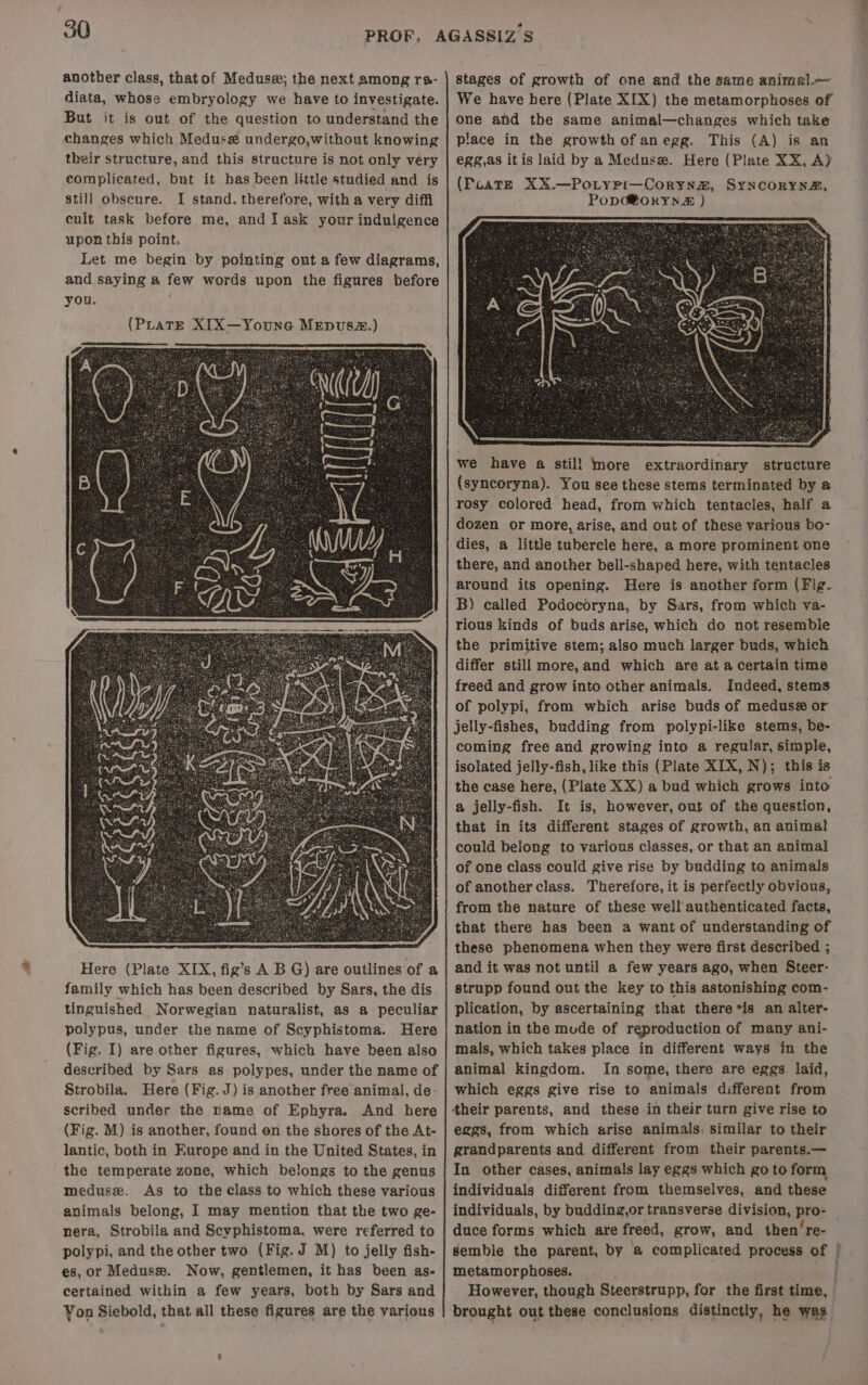 another class, thatof Meduse; the next among ra- diata, whose embryology we have to investigate. But it is out of the question to understand the changes which Medus# undergo,without knowing their structure, and this structure is not only very complicated, but it has been little studied and is still obscure. I stand. therefore, with a very diffi cult task before me, and I ask your indulgence upon this point. Let me begin by pointing out a few diagrams, and saying a few words upon the figures before you. Here (Plate XIX, fig’s A B G) are outlines of a family which has been described by Sars, the dis tinguished Norwegian naturalist, as a peculiar polypus, under the name of Scyphistoma. Here (Fig. I) are other figures, which have been also described by Sars as polypes, under the name of Strobila. Here (Fig. J) is another freeanimal, de- scribed under the name of Ephyra. And here (Fig. M) is another, found on the shores of the At- lantic, both in Europe and in the United States, in the temperate zone, which belongs to the genus medusx. As to the class to which these various animals belong, I may mention that the two ge- nera, Strobila and Scyphistoma, were referred to polypi, and the other two (Fig. J M) to jelly fish- es, or Medusx. Now, gentlemen, it has been as- certained within a few years, both by Sars and Yon Siebold, that all these figures are the various stages of growth of one and the same animal.— We have here (Plate XIX) the metamorphoses of one and the same animal—changes which take place in the growth ofanegg. This (A) is an egg,as itis laid by a Medusxw. Here (Plate XX, A} (FoateE XX.—Pertypi—Coryn#, SYNCORYNZ, PoDCBORYNE ) we have a stil! more extraordinary structure (syncoryna). You see these stems terminated by @ rosy colored head, from which tentacles, half a dozen or more, arise, and out of these various bo- dies, a little tubercle here, a more prominent one there, and another bell-shaped here, with tentacles around its opening. Here is another form (Fig. B) called Podocoryna, by Sars, from which va- rious kinds of buds arise, which do not resemble the primitive stem; also much larger buds, which differ still more,and which are at a certain time freed and grow into other animals. Indeed, stems of polypi, from which arise buds of medusz or jelly-fishes, budding from polypi-like stems, be- coming free and growing into a regular, simple, isolated jelly-fish, like this (Plate XIX, N); this is the case here, (Plate XX) a bud which grows into a jelly-fish. It is, however, out of the question, that in its different stages of growth, an animal could belong to various classes, or that an animal of one class could give rise by budding to animals of another class. Therefore, it is perfectly obvious, from the nature of these well authenticated facts, that there has been a want of understanding of these phenomena when they were first described ; and it was not until a few years ago, when Steer- strupp found out the key to this astonishing com- plication, by ascertaining that there*is an alter- nation in the mude of reproduction of many ani- mals, which takes place in different ways in the animal kingdom. In some, there are eggs. laid, which eggs give rise to animals different from their parents, and these in their turn give rise to eggs, from which arise animals. similar to their grandparents and different from their parents.— In other cases, animals lay eggs which go to form individuals different from themselves, and these individuals, by budding,or transverse division, pro- | duce forms which are freed, grow, and then’ re- semble the parent, by a complicated process of | metamorphoses. | nel However, though Steerstrupp, for the first time, | brought out these conclusions distinctly, he was