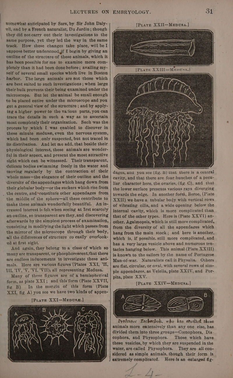s somewhat anticipated by Sars, by Sir John Daly- eli, and by a French naturalist, Da Jardin; though they did notcarry out their investigations to the same purpose, yet they led the wayin the same track. How these changes take place, will be I suppose better understood if I begin by giving an outline ef the structure of these animals, which it has been possible for me to examine more com- pletely than it had been done before; availing my- self of several small species which live in Boston ‘harbor. The large animals are not those which are best suited to such investigations ; when large their bulk prevents their being examined under the microscope. But let the animal be small enough to be placed entire under the microscope and you get a general view of the structure ; and by apply- ing ahigher power to the vacious parts, you can trace the details in such a way as to ascertain most completely their organization. Such was the process by which I was enabled to discover in these minute meduse, even the nervous system, which had been .only suspected, but not traced in its distribution. And let me add, that beside their physiological interest, these animals are wonder- ful in their aspect, and present the most attractive sight which can be witnessed. Their transparent, ‘delicate bodies swimming freely in the water and moving regularly by the contractien of their whole mass—the elegance of their outline and the diversity of the appeudages which hang down from their globular body—or the suckers which rise from _ the centre, and*censtitute other appendages from the middle of the sphere—all these centribute to make these animals wenderfally beautiful. An in- creased interest is felt when seeing at Grst scarcely an outline, so transparent are they, and discovering afterwards by the simplest precess ef examination, the mirror of the microscope through their bedy, all the differences of structure ‘0 easily overlook- ed at first sight. And again, they belong toa class‘of which so many are transparent, or phosphorescent,that there are endless inducements to investigate these ani- mals. Here are various figures (Plates XXI, Ii, WIL, LV,’V, VI, VIL}; all representing Medusa. Many of these figures are of a hemispherical form, as plate XXI; and this form (Plate XXVII, fig B) In the margin of this form (Plate XXI, tig. A) you see we have two kinds of appen- [Prats XXI—MeEpvus~z.] [Prare XXII[—Mroosa.| dages, and you see (fig. KB) that there is a central cavity, and that there are four bunches of a pecu- liar character here, the ovaries, (fig. C)}, and that the lower surface presents various rays diverging towards the edge. In another form, Beroe, (Plate XXIT) we havea tubular body with vertical rows of vibrating cilia, and a wide opening below the internal cavity, which is more complicated than that of the other types. Hereis (Plate X XVI) an- other, Agalmopsis, which is still more complicated, from the diversity of all the appendages which hang from the main stock; and here is another, which is, if possible. still more complicated, and has a very large vesicle above and numerous ten- tacles hanging below. This animal (Plate XXIII} is known to the sailers by the name of Portugese Man-of-war. Naturalists callit Physalia. Others are flat, circular, or oval, with several rows of sim- ple appendages, as Velella, plate XXIV, and Por- pita, plate XXV. [Purate XX{V—MeEpwsa.] cophora, and Physophora. Those which have these vesicles, by which they are suspended in the water, are called Physophora. They are all con- sidered as simple animals, though their form is extremely complicated. Here is an évlarged fig-