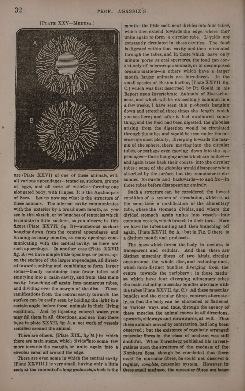 all various appendages—tentacles, suekers, groups of eggs, and all sorts of vesicles—forming one elongated body, with fringes. It is the Agalmopsis of Sars. Let us now see what is the structure of these animals. The internal cavity communicates withthe exterior by a broad open mouth, as you see in this sketch, or by bunches of tentacles which terminate in little suckers, as you observe in this figure (Plate XX VII, fig. B)—numerous suckers: hanging down from the central appendages and forming as many mouths, as many openings com- municating with the central cavity, as there are such appendages. Im another case (Plate XX VIF fig. A):we have simple little openings, or pores, up- on the surface of the larger appendages, all direct- ed inwards, uniting and combining to form larger stems—finally combining into fewer tubes and emptying intoa main cavity, and from that main eavity branching off again into: numerous tubes, and dividing over the margin of the disc. Those ramifications from: the central eavity towards the surface can be easily seen by holding the light in a eertain angle before these animals in their living condition. And by injecting colored water, you may fill them in all directions, and see that there is, as in plate XX VII, fiz. A, a net work of vessels ramified around the animal. There are others, [Plate XIX., fig M.Jin which there are main stems, which dividefnto some few more towards the margin, or unite again into a eircular canal all around the edge. There are even some in which the central cavity [Plate XXVIII.) is very small, having only a little sack at the summit of along proboscis,which: is-the mouth ; the little sack next divides into four tubes, which then extend towards the edge, where they unite again to form a circular tube. Liquids are constantly circulated in these cavities: The food is digested within that cavity and then circulated through the tubes, and in those which have only minute pores as oral apertures, the food ean con sist only of mieroscopic animals, or of decomposed organic matters—in others which have a larger mouth, larger animals are introduced. [n the small species of Boston harbor, [Plate XXVII. fig. C.} which was first described by Dr. Gould in. his Report upon Invertebrate Animals of Massachu- setts, and which will be exceedingly common in &amp; a few weeks, I have seen this proboscis hanging down and stretched three times the length which you see here; and afterit had swallowed some- thing,and the food had been digested, the globules arising from the digestion would be circulated through the tubes and would be seen under the mi- croseope most plainly, diverging towards the mar- gin of the sphere, there moving into the circular tubes, or perhaps even moving down into the ap~ pendages—those hanging arms which are hollow— and again trace back their course into the circular’ tubes ; some of the globules would disappear wher absorbed by the surface, but the remainder is cir- eulated forwards and backwards—to and fro—in those tubes before disappearing entirely. Such a structure can be considered the lowest condition of a system of circulation, which is at the same time a modification of the alimentary tube, where the stomach divides, and where the divided stomach again unites into vessels—into common vessels, which branch in their turn. Here we have the tubes uniting and then branching off again, [Plate XX:VIL. fxg A.} but in Fig. C there is a distinct mouth and proboscis. The mass which forms the body im medusa is transparent and cellular. And then there are distinet muscular fibres of two kinds, circular ones around the whole disc, and radiating ones,- which form distinct bundles diverging from the centre towards the periphery; in those medu- 9a which have four diverging alimentary tubes the main radiating muscular bundles alternate with the tubes (Plate XX VII, ig. ©.) Adl these muscular bundles and the circular fibres contract alternate- ly,-8o that the body can be shortened or flattened in various ways, and thus, through the agency of these muscles, the animal moves in all directions, upwards, sideways and downwards, at will. That these animals moved by contraction, had long been: observed ; but the existence of regularly arranged muscular fibres in the class of meduss, was stilf doubtful. When Ehrenberg published his investi- gations upon the structure of the medusz of the Northern Seas, though he concluded that there must be muscular fibres, he eould not discover a regular, complete, muscular system. However, im these small medus#, the muscular fibres are large: