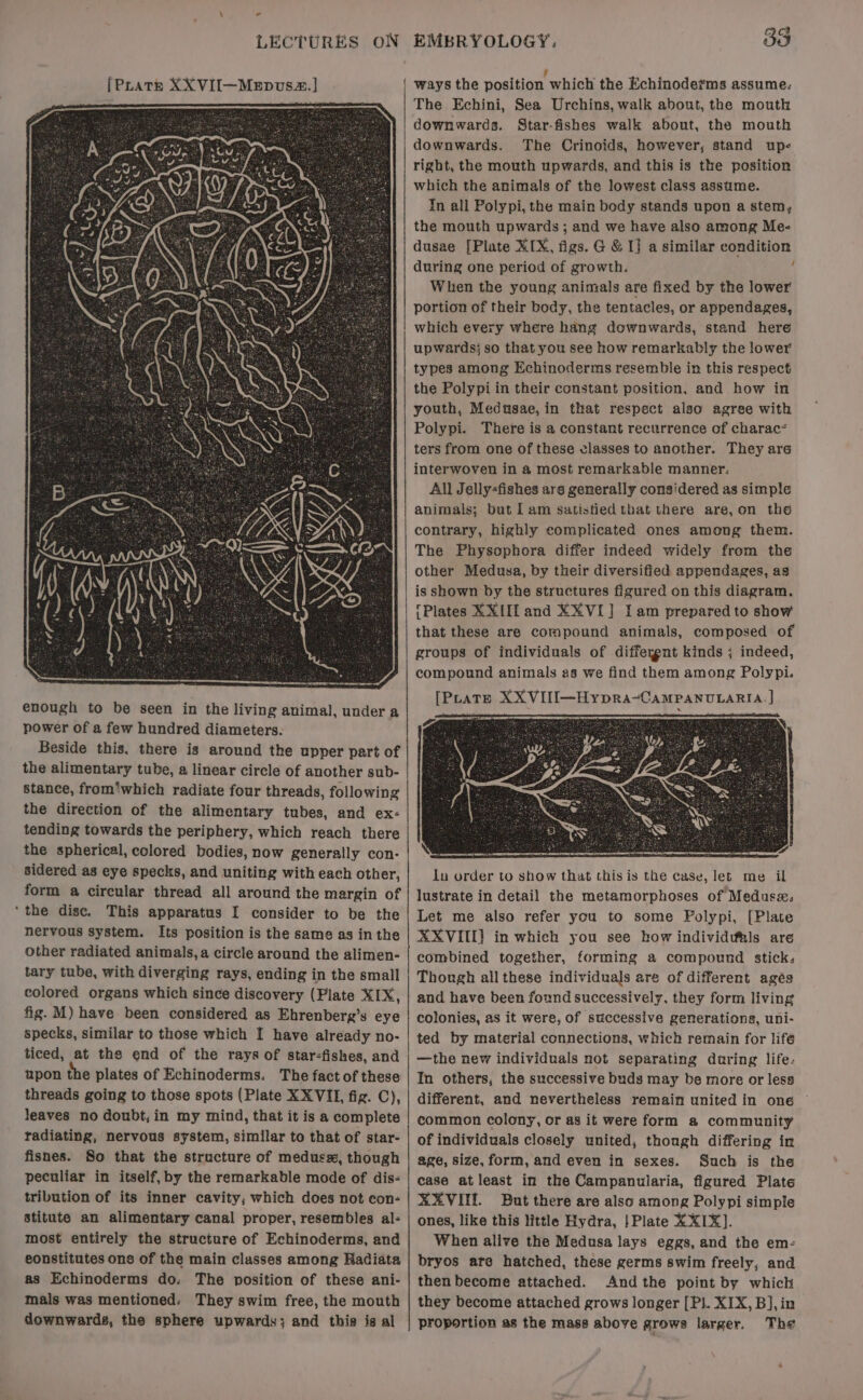 \ — LECTURES ON {Prats XXVII—MeEpvs2.] enough to be seen in the living animal, under a power of a few hundred diameters. Beside this. there is around the upper part of the alimentary tube, a linear circle of another sub- stance, from‘which radiate four threads, following the direction of the alimentary tubes, and ex- tending towards the periphery, which reach there the spherical, colored bodies, now generally con- sidered as eye specks, and uniting with each other, form a circular thread all around the margin of ‘the disc. This apparatus I consider to be the nervous system. Its position is the same as in the other radiated animals, a circle around the alimen- tary tube, with diverging rays, ending in the small colored organs which since discovery (Plate XIX, fig. M) have been considered as Ehrenberg’s eye specks, similar to those which I have already no- ticed, at the end of the rays of star-fishes, and upon the plates of Echinoderms. The fact of these threads going to those spots (Plate XXVIL, fig. C), leaves no doubt; in my mind, that it is a complete radiating, nervous system, similar to that of star- fisnes. So that the structure of meduss, though peculiar in itself, by the remarkable mode of dis- tribution of its inner cavity, which does not con- stitute an alimentary canal proper, resembles al-< most entirely the structure of Echinoderms, and eonstitutes ons of the main classes among Radiata as Echinoderms do. The position of these ani- mals was mentioned: They swim free, the mouth downwards, the sphere upwards; and this is al EMBRYOLOGY. 33 ways the position which the Echinoderms assume. The Echini, Sea Urchins, walk about, the mouth downwards. Star-fishes walk about, the mouth downwards. The Crinoids, however, stand upe- right, the mouth upwards, and this is the position which the animals of the lowest class assume. In all Polypi, the main body stands upon a stem, the mouth upwards ; and we have also among Me- dusae [Plate XIX, figs. G &amp; I} a similar condition during one period of growth. ; When the young animals are fixed by the lower portion of their body, the tentacles, or appendages, which every where hang downwards, stand here upwards} so that you see how remarkably the lower types among Echinoderms resemble in this respect the Polypi in their constant position, and how in youth, Medutsae,in that respect also agree with Polypi. There is a constant recurrence of charac? ters from one of these classes to another. They are interwoven in a most remarkable manner: All Jelly-fishes are generally considered as simple animals; but [am satistied that there are,on thé contrary, highly complicated ones among them. The Physophora differ indeed widely from the other Medusa, by their diversified appendages, as is shown by the structures figured on this diagram. {Plates XXIII and XXVI] I am prepared to show that these are compound animals, composed of groups of individuals of differygnt kinds ; indeed, compound animals as we find them among Polypi. [Prats XXVIII—Hypra-CAMPANULARIA. | lu order to show that this is the case, let me il lustrate in detail the metamorphoses of Meduse: Let me also refer you to some Polypi, [Plate XXVIII} in which you see how individt&amp;ls are combined together, forming a compound sticks Though all these individuals are of different agés and have been found successively, they form living colonies, as it were, of successive generations, uni- ted by material connections, which remain for lifé —the new individuals not separating during life. In others; the successive buds may be more or less different, and nevertheless remain united in one ~ common colony, or as it were form a community of individuals closely united, though differing in age, size, form, and even in sexes. Such is the case at least in the Campanularia, figured Plate XXVIII. But there are also among Polypi simple ones, like this little Hydra, | Plate X XIX]. When alive the Medusa lays eggs, and the em: bryos are hatched, these germs swim freely, and then become attached. And the point by which they become attached grows longer [Pl. XIX, B],in proportion as the mass above grows larger. The