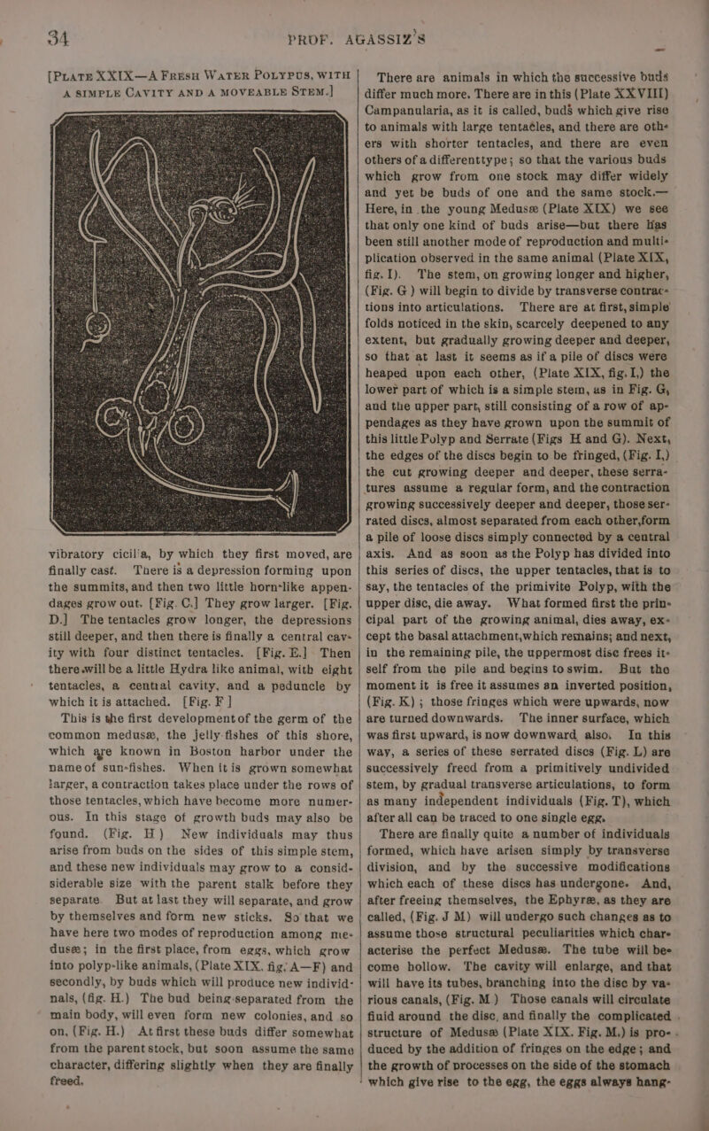 [Prats XXTX—A Fresuy WaTER POLYPUS, WITH A SIMPLE CAVITY AND A MOVEABLE STEM.] finally cast. Tnere is a depression forming upon the summits, and then two little horn‘like appen- dages grow out. (Fig. C.] They grow larger. [Fig. D.] The tentacles grow longer, the depressions still deeper, and then there is finally a central cav= ity with four distinct tentacles. [Fig. E.] . Then there will be a little Hydra like animal, with eight tentacles, a central cavity, and a peduncle by which it is attached. [Fig. F ] This is the first developmentof the germ of the common meduss, the jelly-fishes of this shore, which are known in Boston harbor under the nameof sun-fishes. Whenitis grown somewhat larger, a contraction takes place under the rows of those tentacles, which have become more numer- ous. In this stage of growth buds may also be found. (Fig. H) New individuals may thus arise from buds on the sides of this simple stem, and these new individuals may grow to a consid- siderable size with the parent stalk before they separate. But at last they will separate, and grow by themselves and form new sticks. So that we have here two modes of reproduction among me:+ duse; in the first place, from eggs, which grow into polyp-like animals, (Plate XIX, fig’ A—F) and secondly, by buds which will produce new individ: nals, (fig. H.) The bud being-separated from the main body, willeven form new colonies, and so on, (Fig. H.) At first these buds differ somewhat from the parent stock, but soon assume the same character, differing slightly when they are finally freed. There are animals in which the successive buds differ much more. There are in this (Plate XX VIII) Campanularia, as it is called, bud’ which give rise to animals with large tenta¢les, and there are othe ers with shorter tentacles, and there are even others of a differenttype; so that the various buds which grow from one stock may differ widely and yet be buds of one and the same stock.— Here, in the young Meduse (Plate X[X) we see that only one kind of buds arise—but there Has been still another mode of reproduction and multi- plication observed in the same animal (Plate X[X, fig. I). The stem, on growing longer and higher, (Fig. G.) will begin to divide by transverse contrac- tions into articulations. There are at first, simple folds noticed in the skin, scarcely deepened to any extent, but gradually growing deeper and deeper, so that at last it seems as if a pile of discs were heaped upon each other, (Plate XIX, fig.I,) the lower part of which is a simple stem, as in Fig. G, and the upper part, still consisting of a row of ap- pendages as they have grown upon the summit of this little Pulvyp and Serrate (Figs H and G). Next, the edges of the discs begin to be fringed, (Fig. I,) _ the cut growing deeper and deeper, these serra- tures assume a regular form, and the contraction growing successively deeper and deeper, those ser- rated discs, almost separated from each other,form a pile of loose discs simply connected by a central axis. And as soon as the Polyp has divided into this series of discs, the upper tentacles, that is to say, the tentacles of the primivite Polyp, with the upper disc, die away. What formed first the prin- cipal part of the growing animal, dies away, ex- cept the basal attachment,which remains; and next, in the remaining pile, the uppermost dise frees it- self from the pile and begins toswim. But the moment it is free it assumes an inverted position, (Fig. K) ; those fringes which were upwards, now are turned downwards. The inner surface, which was first upward, is now downward also. In this way, a series of these serrated discs (Fig. L) are successively freed from a primitively undivided stem, by gradual transverse articulations, to form as many independent individuals (Fig. T), which after all can be traced to one single egg, There are finally quite a number of individuals formed, which have arisen simply by transverse division, and by the successive modifications which each of these discs has undergone. And, after freeing themselves, the Ephyra, as they are called, (Fig. J M) will undergo such changes as to assume those structural peculiarities which chare acterise the perfect Medusew. The tube will bee come hollow. The cavity will enlarge, and that will have its tubes, branching into the dise by vas rious canals, (Fig. M.) Those canals will circulate fiuid around the disc, and finally the complicated . structure of Medusa (Plate XIX. Fig. M.) is pro-. duced by the addition of fringes on the edge; and the growth of processes on the side of the stomach ‘ which give rise to the egg, the eggs always hang-