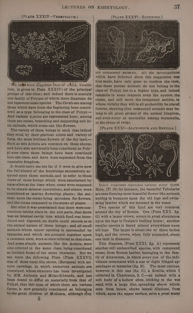 We hage here diagrams (oue of which, Veretil- lum, is givenin Plate XXXIV) of the principal groups of this class; and indeed there is scarcely one family of Polypes of which these diagrams do not represent some species. The Corals are among those which have from the beginning been consid- ered as a type belonging to the class of Polypi.— And various species are represented here; among them are stems, branching and supporting soft lit- tle animals, which come out like flowers. ‘The variety of these beings is such that indeed they rival, by their glorious colors and variety of form, the most brilliant flowers of the dry land.— Such as this Actinia are common on these shores, and have also universally been considered as Poly- piever since tkese beings have been combined into one class, and have been separated from the vegetable kingdom. Jt would carry me tco far if { were to give now the full history of the knowledge successively ac: quired upon these animals, and to refer to those views of these beings which were entertained by naturalists at the time when some were supposed to be simple mineral concretions, and ethers were mals upon the stems being mistaken for flowers, and the stems compared to the stems of plants. But after it was ascertained that there were con- tractions taking place in the soft parts, that there was an internal cavity inte which food was intro- duced and digested, no doubt could remain as to the animal nature of these beings; and all small animals whose upper opening is surrounded by tentacles, and which are grouped together upon &amp; common stem, were at once referred to that class. And some simple animals, like the Actinia, were also referred to the same class, being considered as isolated forms of the same character. But we see upon the following Plate {Plate XXXVI) ‘ene of these coral-like stems, (Retepora) with mi- nute openings, in which numerous animals are contained, whose structure has been investigated by MM. Andouin and Milne-Edwards, and has been found to differ so materially from that of Polypi, that this type, of which there are various forms, is now generally ‘considered as belonging te the great division of Mollusca, although they 5 3f EMBRYOLOGY. [PLATE XXXVI—ReTEPORE | are compound animals. All the investigations which have followed since this suggestion was first made, have only gone to confirm the view, that these porous animals do not belong to the class of Polypi, but toa higher type, and indeed resemble in some respects even the oysters, the clams, and still more the compound ascidia, in whose vicinity they willin all probability be placed forever, showing that compound animals may be- long to all great groups of the animal kingdom, and even occur as anomalies among mammalia, in the shape of twins. [PLATE XXXI—ALCYONIUM AND RENILLA. ] Ovuuer diagrams represent various Other Lypes. Here, (PI. 30) for instance, the beautiful Tubulariz are seen forming most beautiful fower-like animals uniting in bouquets upon the old logs and swim- ming lumber which are fastened in the water. Two species of this kind are very common around the city of Boston. One (Plate XXX, fig. G) with a larger crown, occurs in great abundance upon the legs in Craigie’s bathing house; another smaller species is found almost everywhere upon old iogs. The larger is abouttwo or three inches high, and the crown, when fully expanded, about one inch in diameter. This diagram, (Plate XX XI, fig. A) represents another still undescribed species, with compound stems, from Boston harbor, belonging to the fam- ily of Alcyonium, in which every one of the indi- viduals terminates with a star of eight fringed ap- pendages or tentacles (fig. B). The most curious, however, is this one (fig. C), a Renilla, which I collected in Charleston, S. C.—an animal with a soft body of a hollow stem, sticking in the wet sand, with a large disc, spreading above which» seen from below, shows lateral dilations, from which, upon the upper surface, arise a great many