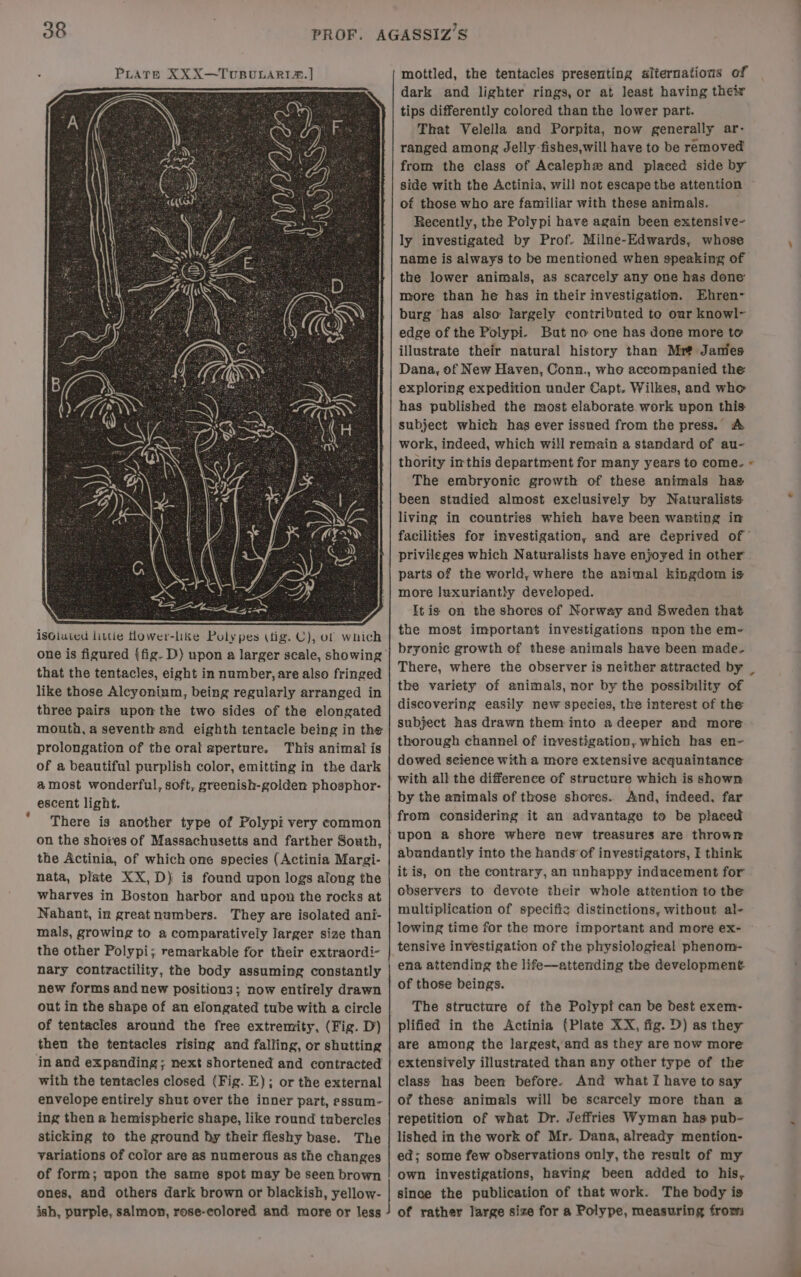 isolated litte flower-like Poly pes (tig. C), of which one is figured {fig- D) upon a larger scale, showing that the tentacles, eight in number, are also fringed like those Alcyonium, being regularly arranged in three pairs upon the two sides of the elongated mouth, a seventh and eighth tentacle being in the prolongation of the oral aperture. This animal is of a beautiful purplish color, emitting in the dark amost wonderful, soft, greenish-golden phosphor: escent light. There is another type of Polypi very common on the shores of Massachusetts and farther South, the Actinia, of which one species (Actinia Margi- nata, plate XX,D) is found upon logs along the wharves in Boston harbor and upon the rocks at Nahant, in greatnumbers. They are isolated ani- mals, growing to a comparatively larger size than the other Polypi; remarkable for their extraordi- nary contractility, the body assuming constantly new forms and new positions; now entirely drawn out in the shape of an elongated tube with a circle of tentacles around the free extremity, (Fig. D) then the tentacles rising and falling, or shutting in and expanding; next shortened and contracted with the tentacles closed (Fig. E); or the external envelope entirely shut over the inner part, essum- ing then a hemispheric shape, like round tubercles sticking to the ground hy their fleshy base. The variations of color are as numerous as the changes of form; upon the same spot may be seen brown ones, and others dark brown or blackish, yellow- ish, purple, salmon, rose-colored and more or less mottled, the tentacles presenting alternations of dark and lighter rings, or at least having their tips differently colored than the lower part. That Velella and Porpita, now generally ar- ranged among Jelly-fishes,will have to be removed’ from the class of Acalephzx and placed side by side with the Actinia, wil! not escape the attention of those who are familiar with these animals. Recently, the Potypi have again been extensive- ly investigated by Prof. Milne-Edwards, whose name is always to be mentioned when speaking of the lower animals, as scarcely any one has done more than he has in their investigation. Ehren- burg has also largely contributed to our knowl- edge of the Polypi. But no one has done more to illustrate their natural history than Mr? Jamies Dana, of New Haven, Conn., who accompanied the exploring expedition under Capt. Wilkes, and who has published the most elaborate work upon this subject which has ever issued from the press. A work, indeed, which will remain a standard of au- thority imthis department for many years to come. « The embryonic growth of these animals has been studied almost exclusively by Naturalists living in countries whieh have been wanting in facilities for investigation, and are ceprived of * privileges which Naturalists have enjoyed in other parts of the world, where the animal kingdom is more luxuriantly developed. It is on the shores of Norway and Sweden that the most important investigations npon the em- bryonic growth of these animals have been made. There, where the observer is neither attracted by _ the variety of animals, nor by the possibility of discovering easily new species, the interest of the subject has drawn them into a deeper and more thorough channel of investigation, which has en- dowed seience with a more extensive acquaintance with all the difference of structure which is shown by the animals of those shores. And, indeed, far from considering it an advantage to be placed upon a shore where new treasures are thrown abundantly into the handsof investigators, I think it is, on the contrary, an unhappy inducement for observers to devote their whole attention to the multiplication of specific distinctions, without al- lowing time for the more important and more ex- tensive investigation of the physiologieal phenom- ena attending the life—attending the development of those beings. The structure of the Polypf can be best exem- plified in the Actinia (Plate XX, fig. D) as they are among the largest, and as they are now more extensively illustrated than any other type of the class has been before. And what I have to say of these animals will be scarcely more than a repetition of what Dr. Jeffries Wyman has pub- lished in the work of Mr. Dana, already mention- ed; some few observations only, the result of my own investigations, having been added to his, since the publication of that work. The body is of rather large size for a Polype, measuring fromm ~