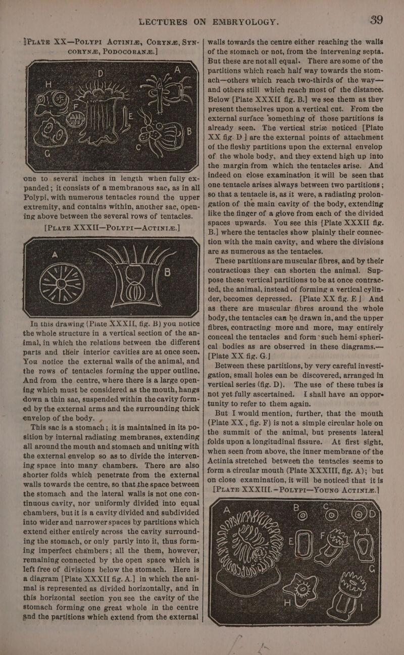 one to several inches in length when fully ex- panded ; it consists of a membranous sac, as in all Polypi, with numerous tentacies round the upper extremity, and contains within, another sac, open- ing above between the several rows of tentacles. [PLATE XX XII—PoLyPI—ActTin1I#. | In this drawing {Piate XXXII, fig. B) you notice the whole structure in a vertical section of the an- imal, in which the relations between the different parts and their interior cavities are at once seen. You notice the external walls of the animal, and the rows of tentacles forming the upper outline. And from the centre, where there is a large open- ing which must be considered as the mouth, hangs down a thin sac, suspended within the cavity form- ed by the external arms and the surrounding thick envelop of the body. , This sac is a stomach; it is maintained in its po- sition by internal radiating membranes, extending all around the mouth and stomach and uniting with the external envelop so as to divide the interven- ing space into many chambers. There are also shorter folds which penetrate from the external walls towards the centre; so that the space between the stomach and the lateral walls is not one con- tinuous cavity, nor uniformly divided into equal chambers, but it is a cavity divided and subdivided into wider and narrower spaces by partitions which extend either entirely across the cavity surround- ing the stomach, or only partly into it, thus form- ing imperfect chambers; all the them, however, remaining connected by the open space which is left free of divisions below the stomach. Here is a diagram [Plate XXXII fig. A.] in which the ani- mal is represented as divided horizontally, and in this horizontal section you see the cavity of the stomach forming one great whole in the centre @nd the partitions which extend from the external 39 walls towards the centre either reaching the walls of the stomach or not, from the intervening septa. But these are notall equal. There aresome of the partitions which reach half way towards the stom- ach—others which reach two-thirds of the way— and others still which reach most of the distance. Beiow [Plate XXXII fig. B.] we see them as they present themselves upon a vertical cut. From the external surface ‘something of those partitions is already seen. The vertical stris noticed [Plate XX fig. D ] are the external points of attachment of the fleshy partitions upon the external envelop of the whole body, and they extend high up into the margin from which the tentacles arise. And indeed on close examination it will be seen that one tentacle arises always between two partitions ; so that a tentacle is, as it were, a radiating prolon- gation of the main cavity of the body, extending like the finger of a glove from each of the divided spaces upwards. You see this [Plate XXXII fig. B.] where the tentacles show plainly their connec- tion with the main cavity, and where the divisions are as numerous as the tentacles. _ These partitions are muscular fibres, and by their contractions they can shorten the animal. Sup- pose these vertical partitions to be at once contrac- ted, the animal, instead of forming a vertical cylin- der, becomes depressed. [Plate XX fig. E| And as there are muscular fibres around the whole body, the tentacles can be drawn in, and the upper fibres, contracting more and more, may entirely conceal the tentacles and form ‘such hemi-spheri- cal bodies as are observed in these diagrams.— [Plate XX fig. G.] Between these partitions, by very careful investi- gation, small holes can be discovered, arranged in vertical series (fig. D). The use of these tubes is not yet fully ascertained. {shall have an oppors tunity to refer to them again. But I would mention, further, that the mouth (Plate XX., fig. F) is not a simple circular hole on the summit of the animal, but presents lateral folds upon a longitudinal fissure. At first sight,