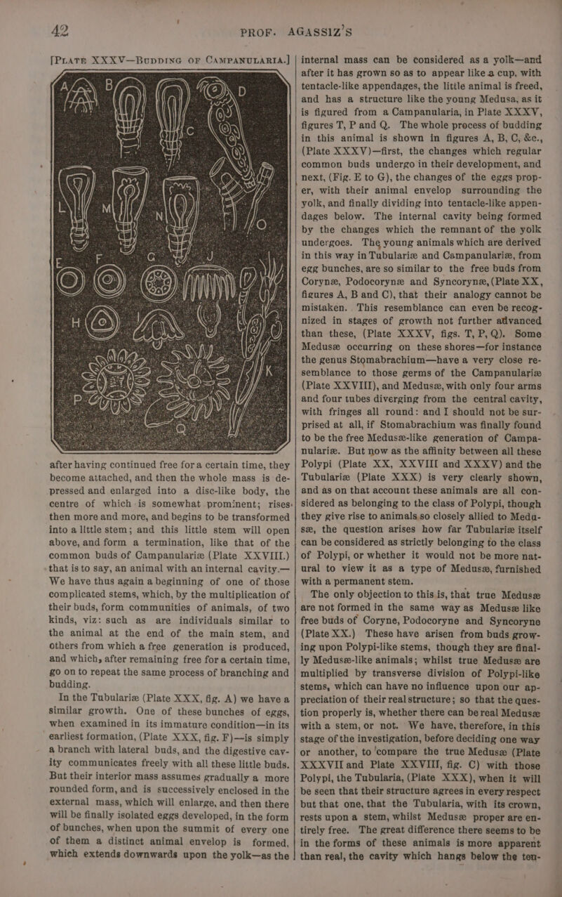 after having continued free fora certain time, they become attached, and then the whole mass is de- pressed and enlarged into a disc-like body, the then more and more, and begins to be transformed into a little stem; and this little stem will open above, and form a termination, like that of the common buds of Campanularie (Plate XXVIII.) that is to say, an animal with an internal cavity.— We have thus again a beginning of one of those complicated stems, which, by the multiplication of their buds, form communities of animals, of two kinds, viz: such as are individuals similar to the animal at the end of the main stem, and others from which a free generation is produced, and which, after remaining free fora certain time, £0 on to repeat the same process of branching and budding. In the Tubularis (Plate XXX, fig. A) we havea similar growth. One of these bunches of eggs, when examined in its immature condition—in its earliest formation, (Plate XXX, fig. F)—is simply a branch with lateral buds, and the digestive cav- ity communicates freely with all these little buds. But their interior mass assumes gradually a more rounded form, and is successively enclosed in the external mass, which will enlarge, and then there will be finally isolated eggs developed, in the form of bunches, when upon the summit of every one of them a distinct animal envelop is formed, which extends downwards upon the yolk—as the internal mass can be considered as a yolk—and after it has grown so as to appear like a cup, with tentacle-like appendages, the litile animal is freed, and has a structure like the young Medusa, as it is figured from a Campanularia, in Plate XXXV, figures T, P and Q. The whole process of budding in this animal is shown in figures A, B, C, &amp;c., (Plate XXXV)—first, the changes which regular common buds undergo in their development, and next, (Fig. E to G), the changes of the eggs prop- er, with their animal envelop surrounding the yolk, and finally dividing into tentacle-like appen- dages below. The internal cavity being formed by the changes which the remnant of the yolk undergoes. The young animals which are derived in this way in Tubulariz and Campanulariz, from egg bunches, are so similar to the free buds from Corynz, Podocoryne and Syncoryne, (Plate XX, figures A, B and C), that their analogy cannot be mistaken. .This resemblance can even be recog- nized in stages of growth not further advanced than these, (Plate XXXV, figs. T, P,Q). Some Meduse occurring on these shores—for instance the genus Stomabrachium—have a very close re- semblance to those germs of the Campanulariz (Plate XXVIII), and Meduse, with only four arms and four tubes diverging from the central cavity, with fringes all round: and I should not be sur- prised at all, if Stomabrachium was finally found to be the free Medus-like generation of Campa- nulariz. But now as the affinity between all these Polypi (Plate XX, XXVIII and XXXV) and the Tubularize (Plate XXX) is very clearly shown, and as on that account these animals are all con- sidered as belonging to the class of Polypi, though they give rise to animals so closely allied to Medu- sz, the question arises how far Tubulariz itself can be considered as strictly belonging to the class of Polypi, or whether it would not be more nat- ural to view it as a type of Medusa, furnished with a permanent stem. The only objection to this is, that true Medusz are not formed in the same way as Medusze like free buds of Coryne, Podocoryne and Syncoryne (Plate XX.) These have arisen from buds grow- ing upon Polypi-like stems, though they are final- ly Meduse-like animals; whilst true Medusz are multiplied by transverse division of Polypi-like stems, which can have no influence upon our ap- preciation of their real structure; so that the ques- tion properly is, whether there can be real Medusze with a stem, or not. We have, therefore, in this stage of the investigation, before deciding one way or another, to'compare the true Meduse (Plate XXXVII and Plate XXVIII, fig. C) with those Polypi, the Tubularia, (Plate XXX), when it will be seen that their structure agrees in every respect but that one, that the Tubularia, with its crown, rests upon a stem, whilst Meduse proper are en- tirely free. The great difference there seems to be in the forms of these animals is more apparent than real, the cavity which hangs below the ten-