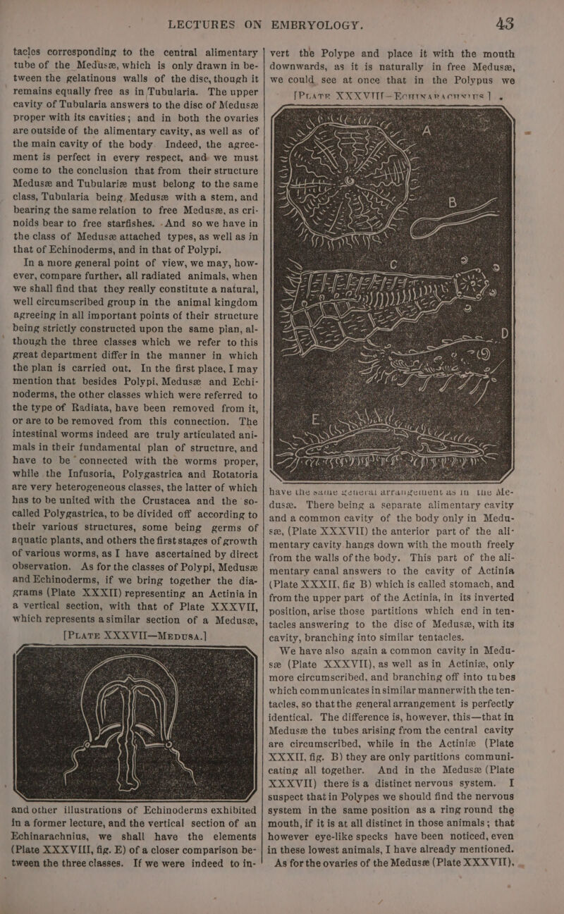 LECTURES ON tacles corresponding to the central alimentary tube of the Medusez, which is only drawn in be- tween the gelatinous walls of the disc, though it remains equally free as in Tubularia. The upper cavity of Tubularia answers to the dise of Medusee proper with its cavities; and in both the ovaries are outside of the alimentary cavity, as well as of the main cavity of the body. Indeed, the agree- ment is perfect in every respect, and we must come to the conclusion that from their structure Medusz and Tubulariz must belong to the same class, Tubularia being, Meduse with a stem, and bearing the same relation to free Medusa, as cri- noids bear to free starfishes. -And so we have in the class of Meduse attached types, as well as in that of Echinoderms, and in that of Polypi. In a more general point of view, we may, how- ever, compare further, all radiated animals, when we shall find that they really constitute a natural, well circumscribed group in the animal kingdom agreeing in all important points of their structure being strictly constructed upon the same pian, al- though the three classes which we refer to this great department differ in the manner in which the plan is carried out. In the first place, I may mention that besides Polypi, Meduse and Echi- noderms, the other classes which were referred to the type of Radiata, have been removed from it, or are to be removed from this connection. The intestinal worms indeed are truly articulated ani- mals in their fundamental plan of structure, and have to be connected with the worms proper, while the Infusoria, Polygastrica and Rotatoria are very heterogeneous classes, the latter of which has to be united with the Crustacea and the so- called Polygastrica, to be divided off according to their various structures, some being germs of aquatic plants, and others the first stages of growth of various worms, as I have ascertained by direct observation. As for the classes of Polypi, Medusz and Echinoderms, if we bring together the dia- grams (Plate XXXII) representing an Actinia in a vertical section, with that of Plate XX XVII, which represents asimilar section of a Medusa, [PLATE XXXVII—MeEpvsa.] and other illustrations of Echinoderms exhibited in a former lecture, and the vertical section of an Echinarachnius, we shall have the elements (Plate XXX VIII, fig. E) of a closer comparison be- tween the three classes. If we were indeed to in- EMBRYOLOGY. AS vert the Polype and place it with the mouth downwards, as it is naturally in free Meduse, we could see at once that in the Polypus we [Puate XXX VIIT—Ecarnaracnyies 1. the ile- from the walls of the body. This part of the ali- mentary canal answers to the cavity of Actinia (Plate XX XII, fig B) which is called stomach, and from the upper part of the Actinia, in its inverted position, arise those partitions which end in ten- tacles answering to the disc of Medusz, with its cavity, branching into similar tentacles. We have also again acommon cavity in Medu- se (Plate XXXVII), as well asin Actiniz, only more circumscribed, and branching off into tubes which communicates in similar mannerwith the ten- tacles, so thatthe general arrangement is perfectly identical. The difference is, however, this—that in Meduse the tubes arising from the central cavity are circumscribed, while in the Actinie (Plate XXXII, fig. B) they are only partitions communi- cating all together. And in the Medusz (Plate XXXVII) there isa distinct nervous system. I suspect that in Polypes we should find the nervous system inthe same position as a ring round the mouth, if it is at all distinct in those animals; that however eye-like specks have been noticed, even in these lowest animals, I have already mentioned. As for the ovaries of the Meduse (Plate XX XVII), .