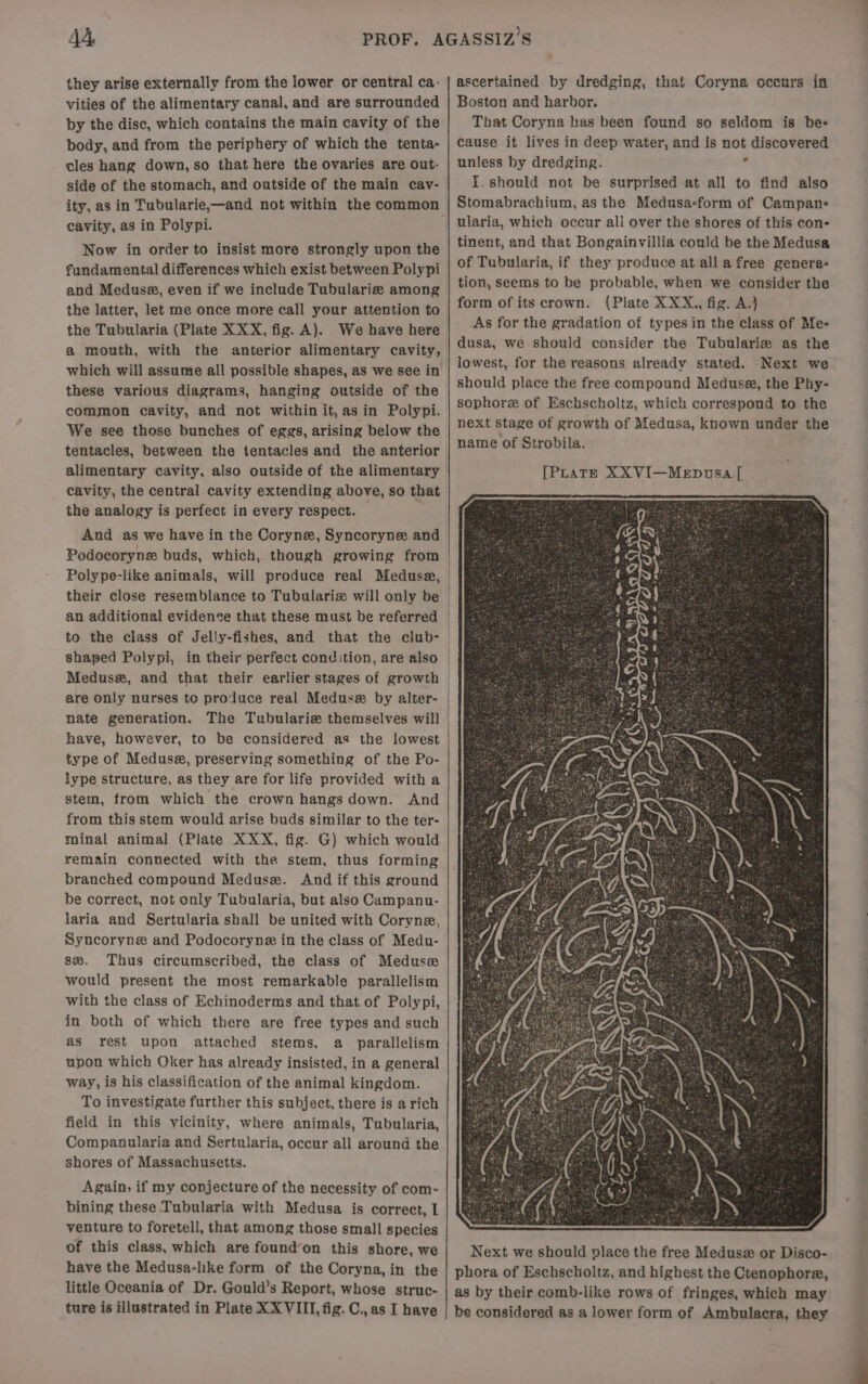 they arise externally from the lower or central ca: vities of the alimentary canal, and are surrounded by the disc, which contains the main cavity of the body, and from the periphery of which the tenta- cles hang down, so that here the ovaries are out- side of the stomach, and outside of the main cay- ity, as in Tubularie,—and not within the common cavity, as in Polypi. Now in order to insist more strongly upon the fundamental differences which exist between Polypi and Meduse, even if we include Tubulariz among the latter, let me once more call your attention to the Tubularia (Plate XXX, fig. A). We have here a mouth, with the anterior alimentary cavity, which will assume all possible shapes, as we see in these various diagrams, hanging outside of the common cavity, and not within it,as in Polypi. We see those bunches of eggs, arising below the tentacles, between the tentacles and the anterior alimentary cavity, also outside of the alimentary cavity, the central cavity extending above, so that the analogy is perfect in every respect. And as we have in the Coryne, Syncoryne and Podocoryne buds, which, though growing from Polype-like animals, will produce real Meduse, their close resemblance to Tubulariz will only be an additional evidence that these must be referred shaped Polypi, in their perfect condition, are also Meduse, and that their earlier stages of growth are only nurses to produce real Meduse&amp; by alter- nate generation. The Tubularize themselves will have, however, to be considered as the lowest type of Meduss, preserving something of the Po- lype structure, as they are for life provided with a stem, from which the crown hangs down. And from this stem would arise buds similar to the ter- minal animal (Plate XXX, fig. G) which would remain connected with the stem, thus forming branched compound Medusa. And if this ground be correct, not only Tubularia, but also Campanu- laria and Sertularia shall be united with Coryne, Syncoryne and Podocoryne in the class of Medu- s%. Thus circumscribed, the class of Medusse would present the most remarkable parallelism with the class of Echinoderms and that of Polypi, in both of which there are free types and such as rest upon attached stems, a parallelism upon which Oker has already insisted, in a general way, is his classification of the animal kingdom. To investigate further this subject, there is a rich field in this vicinity, where animals, Tubularia, Companularia and Sertularia, occur all around the shores of Massachusetts. Again, if my conjecture of the necessity of com- bining these Tubularia with Medusa is correct, I venture to foretell, that among those small species of this class, which are found’on this shore, we have the Medusa-like form of the Coryna,in the little Oceania of Dr. Gould’s Report, whose struc- ture is illustrated in Plate XXVIII, fig. C., as I have ascertained by dredging, that Coryna occurs in Boston and harbor. That Coryna bas been found so seldom is bes cause it lives in deep water, and is not discovered unless by dredging. 4 I. should not be surprised at all to find also Stomabrachium, as the Medusa-form of Campan- ularia, which occur all over the shores of this con- tinent, and that Bongainvillia could be the Medusa of Tubularia, if they produce at allafree genera- tion, seems to be probable, when we consider the form of its crown. (Plate XXX., fig. A.j _As for the gradation of types in the class of Me- dusa, we should consider the Tubularie as the lowest, for the reasons already stated. Next we should place the free compound Medusa, the Phy- sophors of Eschscholtz, which correspond to the next stage of growth of Medusa, known under the name of Strobila. [Prats XXVI—MeEpusa_[
