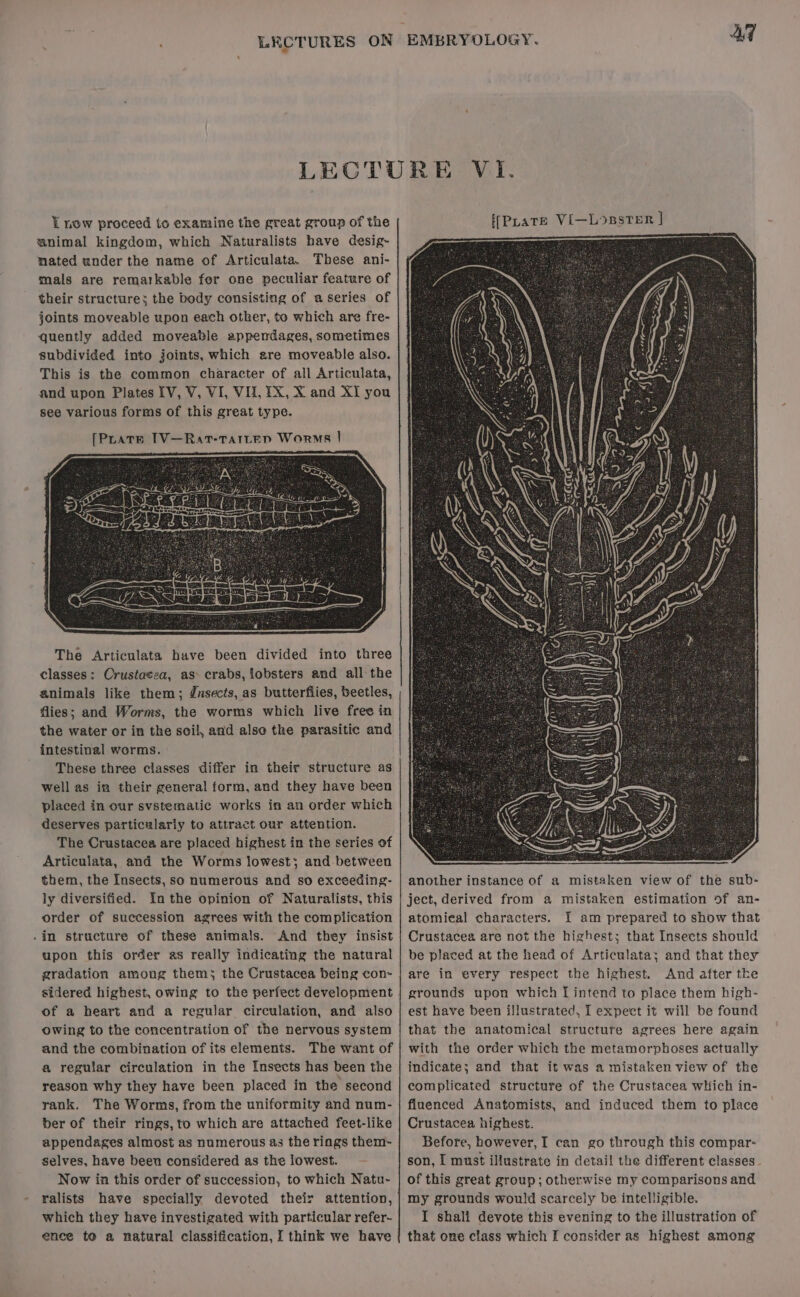 i now proceed to examine the great group of the animal kingdom, which Naturalists have desig~- nated under the name of Articulata. These ani- mals are remarkable for one peculiar feature of their structure; the body consisting of aseries of joints moveable upon each other, to which are fre- quently added moveable appendages, sometimes subdivided into joints, which ere moveable also. This is the common character of all Articulata, and upon Plates [V, V, VI, VU, IX, X and XI you see various forms of this great type. [PLATE TV—Rav-Tattep Worms | The Articulata have been divided into three classes: Crustacea, as crabs, lobsters and all the animals like them; ¢nsects, as butterfiies, beetles, flies; and Worms, the worms which live free in the water or in the scil, and also the parasitic and intestinal worms. ' These three classes differ in their structure as well as in their general form, and they have been placed in our svstematic works in an order which deserves particularly to attract our attention. The Crustacea are placed highest in the series of Articulata, and the Worms lowest; and-between them, the Insects, so numerous and so exceeding- ly diversified. inthe opinion of Naturalists, this order of succession agrees with the complication _in structure of these animals. And they insist upon this order as really indicating the natural gradation among thems the Crustacea being con~ sidered highest, owing to the perfect development | of a heart and a regular circulation, and also owing to the concentration of the nervous system and the combination of its elements. The want of a reguiar circulation in the Insects has been the reason why they have been placed in the second rank. The Worms, from the uniformity and num- ber of their rings, to which are attached feet-like appendages almost as numerous as the rings them- selves, have been considered as the lowest. Now in this order of succession, to which Natu- ralists have specially devoted their attention, which they have investigated with particular refer- ence to a natural classification, I think we have AF Vi. another instance of a mistaken view of the sub- ject, derived from a mistaken estimation of an- atomieal characters. I am prepared to show that Crustacea are not the highest; that Insects should be placed at the head of Articulata; and that they are in every respect the highest. And after the grounds upon which I intend to place them high- est have been illustrated, I expect it will be found that the anatomical structure agrees here again with the order which the metamorphoses actually indicate; and that it was a mistaken view of the complicated structure of the Crustacea which in- fluenced Anatomists, and induced them to place Crustacea highest. Before, however, I can go through this compar- son, I must illustrate in detail the different classes. of this great group; otherwise my comparisons and my grounds would scarcely be intelligible. I shali devote this evening to the illustration of that one class which I consider as highest among