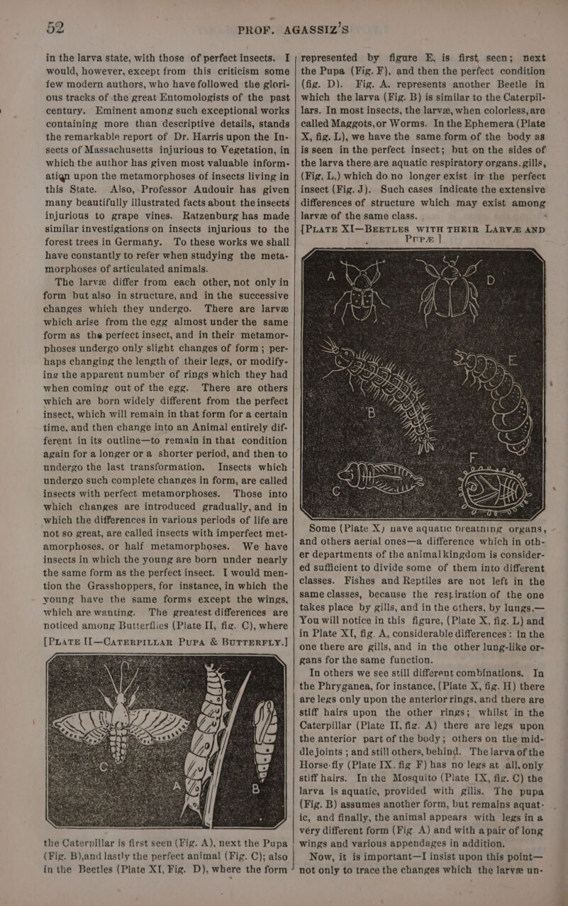 in the larva state, with those of perfect insects. I would, however, except from this criticism some few modern authors, who have followed the glori- ous tracks of the great Entomologists of the past century. Eminent among such exceptional works containing more than descriptive details, stands the remarkable report of Dr. Harris upon the In- sects of Massachusetts injurious to Vegetation, in which the author has given most valuable inform- atign upon the metamorphoses of insects living in this State. Also, Professor Audouir has given many beautifully illustrated facts about theinsects injurious to grape vines. Ratzenburg has made similar investigations on insects injurious to the forest trees in Germany. To these works we shall have constantly to refer when studying the meta- morphoses of articulated animals. The larve differ from each other, not only in form but also in structure, and in the successive changes which they undergo. There are larve which arise from the egg -almost under the same form as the perfect insect, and in their metamor- phoses undergo only slight changes of form; per- haps changing the length of their legs, or modify- ing the apparent number of rings which they had when coming outof the egg. There are others which are born widely different from the perfect insect, which will remain in that form for a certain time, and then change into an Animal entirely dif- ferent in its outline—to remain in that condition again for a longer or a shorter period, and then to undergo the last transformation. Insects which undergo such complete changes in form, are called insects with perfect metamorphoses. Those into which changes are introduced gradually, and in which the differences in various periods of life are not so great, are called insects with imperfect met- amorphoses, or half metamorphoses. We have insects in which the young are born under nearly the same form as the perfect insect. I would men- tion the Grasshoppers, for instance, in which the young have the same forms except the wings, which are wanting. The greatest differences are noticed among Butterflies (Plate II, fig, C), where [PuaTEe [I[—CaTERPILLAR Pupa &amp; BUTTERFLY.] the Caterpillar is first seen (Fig. A), next the Pupa (Fig. B),and lastly the perfect animal (Fig. C); also inthe Beetles (Plate XI, Fig. D), where the form represented by figure E, is first, seen; next the Pupa (Fig. F), and then the perfect condition (fig. D). Fig. A. represents another Beetle in which the larva (Fig. B) is similar to the Caterpil- lars. In most insects, the larva, when colorless, are called Maggots,or Worms. In the Ephemera (Plate X, fig. L), we have the same form of the body as is seen inthe perfect insect; but on the sides of the larva there are aquatic respiratory organs, gills, (Fig, L,) which do no longer exist in the perfect insect (Fig. J). Such cases indicate the extensive Some (Plate X) nave aquatic Dreatning organs, ~- and others aerial ones—a difference which in oth- er departments of the animal kingdom is consider- ed sufficient to divide some of them into different classes. Fishes and Reptiles are not left in the same Classes, because the restiration of the one takes place by gills, and in the others, by lungs.— You will notice in this figure, (Plate X, fig. L) and in Plate XI, fig. A, considerable differences: in the one there are gills, and in the other lung-like or- gans for the same function. In others we see still different combinations. In the Phryganea, for instance, (Plate X, fig. H) there are legs only upon the anterior rings, and there are stiff hairs upon the other rings; whilst in the Caterpillar (Plate II, fig. A) there are legs upon the anterior part of the body; others on the mid- dle joints ; and still others, behind. The larva of the Horse-fly (Plate IX. fig F) has no legs at all, only stiff hairs. In the Mosquito (Plate IX, fig. C) the larva is aquatic, provided with gilis. The pupa (Fig. B) assumes another form, but remains aquat- ic, and finally, the animal appears with legsina very different form (Fig. A) and with a pair of long wings and various appendages in addition. Now, it is important—I insist upon this point— not only to trace the changes which the larve un-