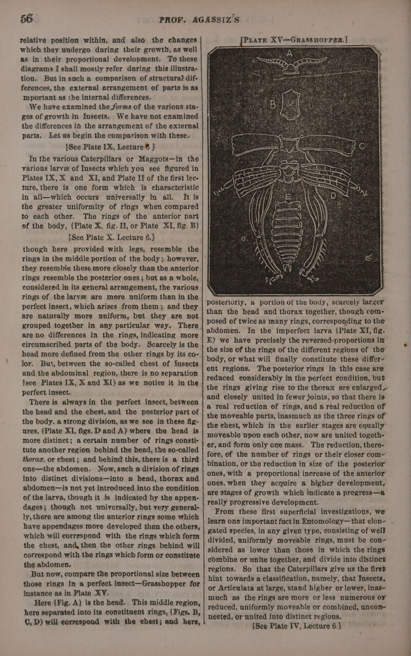 relative position within, and also the changes which they undergo during their growth, as well as in their proportional development. To these diagrams I shall mostly refer during this illustra- tion. But in such a comparison of structural dif- ferences, the external arrangement of parts is as mportant as the internal differences. ges of growth in Inseets. parts. Let us begin the comparison with these- [See Plate IX, Lecture | In the Yarious Caterpillars or Maggots—in the various larvee of Insects which you see figured in Plates IX, X and XI, and Plate IF of the first lec- ture, there is one form which is characteristic in all—which occurs’ universally im all. [ft is the greater uniformity of rings when compared to each other. The rings of the anterior part of the body, (Plate X, fig. Hy, or Plate XI, fig. B) fSee Plate X. Lecture 6. though here provided with legs, resemble the they resemble these more closely than the anterior rings resemble the posterior ones ; but as a whole, considered im its general arrangement, the various rings of the larves are more uniform than in the perfect insect, which arises from them ; and they are naturally more wniform, but they are not grouped together in any partieular way. There circumscribed parts of the body. Scarcely is the head more defined from the other rings by its co- lor. and the abdominal region, there is no separation (see Plates IX, X and XI) as we notice it in the perfect insect. There is always in the perfect insect, between the head and the chest,and the posterior part of the body, a strong division, as we see in these fig- ures, (Plate XI, figs. D'and A) where the head is more distinet; a certain number of rings consti- tute another region behind the head, the so-called thorax, or chest; and behind this, there is a third one—the abdomen. Now, such a division of rings abdomen—is not yet introduced into the eondition of the larva, though it is indicated by the appen- dages; though not universally, but very general- ly, there are among tle anterior rings some which have appendages more developed than the others, which will correspond with the rings which form the chest, and, then the other rings behind will correspond with the rings which form or constitute the abdomen. But now, compare the proportional size between those rings in a perfect insect—Grasshopper for instance as in Plate KV. Here (Fig. A) is the head. This middle region, here separated into its constituent rings, (Figs. B, C, D) will correspond with the chest; and here, PuaTE XV~Grassnorrar. | “ Nan posteriorly, a portion of the body, scarcely larger fore, of the number of rings or their closer com- bination, or the reduction in size of the posterior ones, when they acquire a higher development, From these first superficial investigations, we learn one important fact in Entomology—that elon- gated species, in any given type, consisting of wel? divided, uniformly moveable rings, must be con- sidered as lower than those in which the rings combine or unite together, and divide into distinct or Articulata at large, stand higher or lower, inas- much as the rings are more or less numerous o¥ reduced, uniformly moveable or combined, uncon- nected, or united into distinct regions. {See Plate IV, Lecture 6.) | :