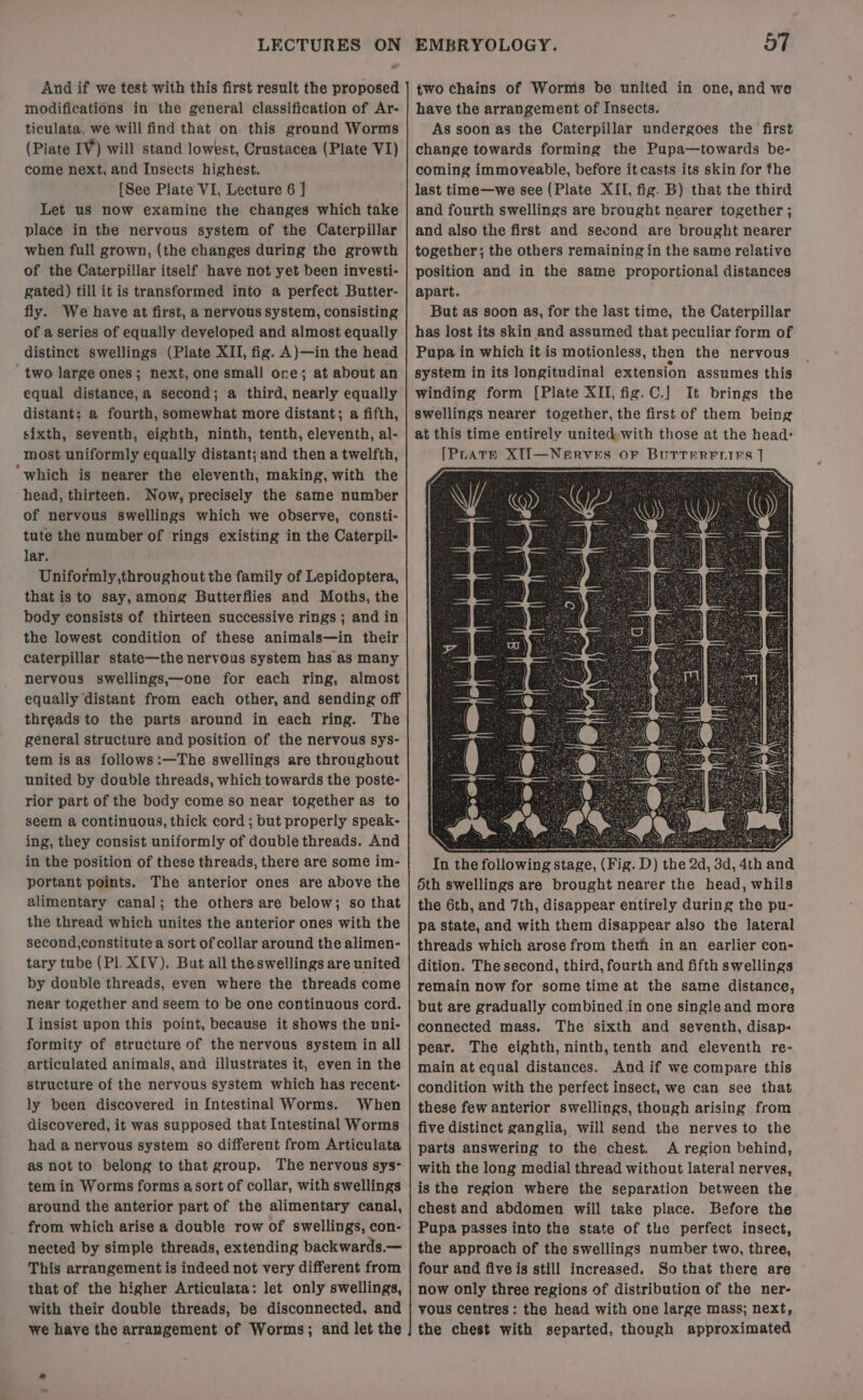 And if we test with this first result the proposed modifications in the general classification of Ar- ticulata, we will find that on this ground Worms (Plate IV) will stand lowest, Crustacea (Plate VI) come next, and Insects highest. [See Plate VI, Lecture 6 ] Let us now examine the changes which take place in the nervous system of the Caterpillar when full grown, (the changes during the growth of the Caterpillar itself have not yet been investi- gated) till it is transformed into a perfect Butter- fly. We have at first, a nervous system, consisting of a series of equally developed and almost equally distinct swellings (Plate XII, fig. A)—in the head two large ones; next, one small ore; at about an equal distance,a second; a third, nearly equally distant: a fourth, somewhat more distant; a fifth, sixth, seventh, eighth, ninth, tenth, eleventh, al- most uniformly equally distant; and then a twelfth, ‘which is nearer the eleventh, making, with the head, thirteen. Now, precisely the same number of nervous swellings which we observe, consti- tute the number of rings existing in the Caterpil- lar. Uniformly,throughout the family of Lepidoptera, that is to say,among Butterflies and Moths, the body consists of thirteen successive rings ; and in the lowest condition of these animals—in their caterpillar state—the nervous system has as many nervous swellings,—one for each ring, almost equally distant from each other, and sending off threads to the parts around in each ring. The general structure and position of the nervous sys- tem is as follows:—The swellings are throughout united by double threads, which towards the poste- rior part of the body come so near together as to seem a continuous, thick cord ; but properly speak- ing, they consist uniformly of double threads. And in the position of these threads, there are some im- portant points. The anterior ones are above the alimentary canal; the others are below; so that the thread which unites the anterior ones with the second,constitute a sort of collar around the alimen- tary tube (Pl. XIV). But all theswellings are united by double threads, even where the threads come near together and seem to be one continuous cord. LTinsist upon this point, because it shows the uni- formity of structure of the nervous system in all articulated animals, and illustrates it, even in the structure of the nervous system which has recent- ly been discovered in {ntestinal Worms. When discovered, it was supposed that Intestinal Worms had a nervous system so different from Articulata as not to belong to that group. The nervous sys- tem in Worms forms asort of collar, with swellings around the anterior part of the alimentary canal, from which arise a double row of swellings, con- nected by simple threads, extending backwards.— This arrangement is indeed not very different from that of the higher Articulata: let only swellings, with their double threads, be disconnected, and we have the arrangement of Worms; and let the two chains of Worms be united in one, and we have the arrangement of Insects. As soon as the Caterpillar undergoes the first change towards forming the Pupa—towards be- coming immoveable, before it casts its skin for fhe last time—we see (Plate XII, fig. B) that the third and fourth swellings are brought nearer together ; and also the first and second are brought nearer together; the others remaining in the same relative position and in the same proportional distances apart. But as soon as, for the last time, the Caterpillar has lost its skin and assumed that peculiar form of Pupa in which it is motionless, then the nervous system in its longitudinal extension assumes this winding form [Plate XII, fig.C.] It brings the swellings nearer together, the first.of them being at this time entirely united with those at the head: [PLATE XTI—NeERVES OF BUTTERFLIES ] In the following stage, (Fig. D) the 2d, 3d, 4th and 5th swellings are brought nearer the head, whils the 6th, and 7th, disappear entirely during the pu- pa state, and with them disappear also the lateral threads which arose from therm in an earlier con- dition. The second, third, fourth and fifth swellings remain now for some time at the same distance, but are gradually combined in one single and more connected mass. The sixth and seventh, disap- pear. The eighth, ninth, tenth and eleventh re- main at equal distances. And if we compare this condition with the perfect insect, we can see that these few anterior swellings, though arising from five distinct ganglia, will send the nerves to the parts answering to the chest. <A region behind, with the long medial thread without lateral nerves, is the region where the separation between the chest and abdomen will take place. Before the Pupa passes into the state of the perfect insect, the approach of the swellings number two, three, four and five is still increased. So that there are now only three regions of distribution of the ner- vous centres: the head with one large mass; next, the chest with separted, though approximated