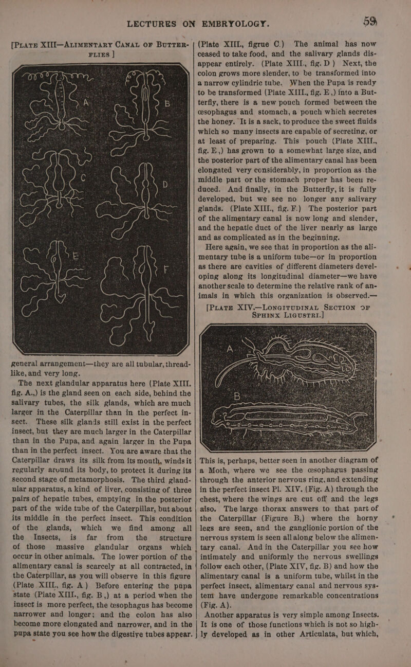 FLIES | sect. These silk glands still exist in the perfect insect, but they are much larger in the Caterpillar than in the Pupa, and again larger in the Pupa than in the perfect insect. You are aware that the Caterpillar draws its silk from its mouth, winds it regularly aruund its body, to protect it during its second stage of metamorphosis. The third gland- ular apparatus, a kind of liver, consisting of three pairs of hepatic tubes, emptying inthe posterior part of the wide tube of the Caterpillar, but about its middle in the perfect insect. This condition of the glands, which we find among all the Insects, is far from the _ structure of those massive glandular organs which occur in other animals. The lower portion of the alimentary canal is scarcely at all contracted, in the Caterpillar, as you will observe in this figure (Plate XIIL, fig. A) Before entering the pupa state (Piate XIII., fig. B,) at a period when the insect is more perfect, the cesophagus has become narrower and longer; and the colon has also become more elongated and narrower, and in the ceased to take food, and the salivary glands dis- appear entirely. (Plate XIII., fig. D) Next, the colon grows more slender, to be transformed into @ narrow cylindric tube. When the Pupa is ready to be transformed (Plate XIIL., fig. E ,) into a But- terfly, there is a new pouch formed between the cesophagus and stomach, a pouch which secretes the honey. It is a sack, to produce the sweet fluids which so many insects are capable of secreting, or at least of preparing. This pouch (Plate XIIL., fig. E,) has grown to a somewhat large size, and the posterior part of the alimentary canal has been elongated very considerably, in proportion as the middle part or the stomach proper has beeuw re- duced. And finally, in the Butterfly, it is fully developed, but we see no longer any salivary glands. (Plate XIII., fig. F.) The posterior part of the alimentary canal is now long and slender, and the hepatic duct of the liver nearly as large and as complicated as in the beginning. Here again, we see that in proportion as the ali- mentary tube is a uniform tube—or in proportion as there are cavities of different diameters devel- oping along its longitudinal diameter—we have another scale to determine the relative rank of an- imals in which this organization is observed.— This is, perhaps, better seen in another diagram of a Moth, where we see the cesophagus passing through the anterior nervous ring, and extending in the perfect insect Pl. XIV. (Fig. A) through the chest, where the wings are cut off and the legs also. The large thorax answers to that part of the Caterpillar (Figure B,) where the horny legs are seen, and the ganglionic portion of the nervous system is seen all along below the alimen- tary canal. Andin the Caterpillar you see how intimately and uniformly the nervous swellings follow each other, (Plate XIV, fig. B) and how the alimentary canal is a uniform tube, whilst in the perfect insect, alimentary canal and nervous sys- tem have undergone remarkable concentrations (Fig. A). Another apparatus is very simple among Insects. It is one of those functions which is not so high-