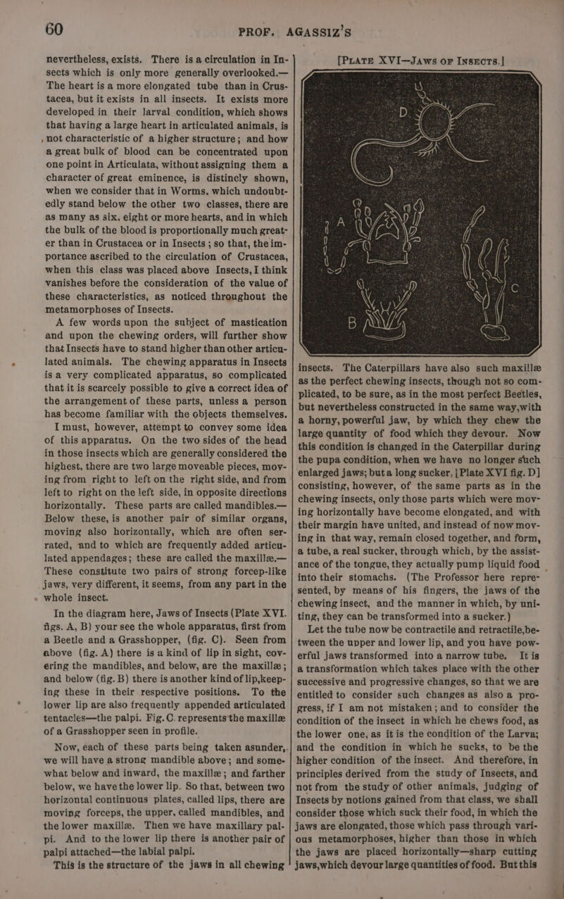 nevertheless, exists. There is a circulation in In- sects which is only more generally overlooked.— The heart is a more elongated tube than in Crus- tacea, but it exists in all insects. It exists more developed in their larval condition, which shows that having a large heart in articulated animals, is , not characteristic of a higher structure; and how a great bulk of blood can be concentrated upon one point in Articulata, without assigning them a character of great eminence, is distincly shown, when we consider that in Worms, which undoubt- edly stand below the other two classes, there are as many as six, eight or more hearts, and in which the bulk of the blood is proportionally much great- er than in Crustacea or in Insects ; so that, the im- portance ascribed to the circulation of Crustacea, when this class was placed above Insects, I think vanishes before the consideration of the value of these characteristics, as noticed throughout the metamorphoses of Insects. A few words upon the subject of mastication and upon the chewing orders, will further show that Insects have to stand higher than other articu- lated animals. The chewing apparatus in Insects is a very complicated apparatus, so complicated that it is scarcely possible to give a correct idea of the arrangement of these parts, unless a person has become familiar with the objects themselves. I must, however, attempt to convey some idea of this apparatus. On the two sides of the head in those insects which are generally considered the highest, there are two large moveable pieces, mov- ing from right to left on the right side, and from left to right on the left side, in opposite directions horizontally. These parts are called mandibles. — Below these, is another pair of similar organs, moving also horizontally, which are often ser- rated, and to which are frequently added articu- lated appendages; these are called the maxilla.— These constitute two pairs of strong forcep-like jaws, very different, it seems, from any part in the In the diagram here, Jaws of Insects (Plate XVI. figs. A, B) your see the whole apparatus, first from a Beetle and a Grasshopper, (fig. C). Seen from above (fig. A) there is a kind of lip in sight, cov- ering the mandibles, and below, are the maxille; and below (tig. B) there is another kind of lip,keep- ing these in their respective positions. To the lower lip are also frequently appended articulated tentacles—the palpi. Fig.C. represents the maxille# of a Grasshopper seen in profile. we will have a strong mandible above; and some- what below and inward, the maxille; and farther below, we havethe lower lip. So that, between two horizontal continuous plates, called lips, there are moving forceps, the upper. called mandibles, and the lower maxilla. Then we have maxillary pal- pi. And to the lower lip there is another pair of palpi attached—the labial palpi. This is the structure of the jaws in all chewing insects. The Caterpillars have also such maxille as the perfect chewing insects, though not so com- plicated, to be sure, as in the most perfect Beetles, but nevertheless constructed in the same way,with a horny, powerful jaw, by which they chew the large quantity of food which they devour. Now this condition is changed in the Caterpillar during the pupa condition, when we have no longer such enlarged jaws; buta long sucker, j Plate XVI fig. D] consisting, however, of the same parts as in the chewing insects, only those parts which were mov- ing horizontally have become elongated, and with their margin have united, and instead of now mov- ing in that way, remain closed together, and form, a tube, a real sucker, through which, by the assist- into their stomachs. (The Professor here repre- sented, by means of his fingers, the jaws of the chewing insect, and the manner in which, by uni- ting, they can be transformed into a sucker.) Let the tube now be contractile and retractile,be- tween the upper and lower lip, and you have pow- erful jaws transformed into a narrow tube. It is a transformation which takes place with the other successive and progressive changes, so that we are entitled to consider such changes as also a pro- gress, if I am not mistaken; and to consider the condition of the insect in which he chews food, as the lower one, as it is the condition of the Larva; and the condition in which he sucks, to be the higher condition of the insect. And therefore, in principles derived from the study of Insects, and not from the study of other animals, judging of Insects by notions gained from that class, we shall consider those which suck their food, in which the jaws are elongated, those which pass through vari- ous metamorphoses, higher than those in which the jaws are placed horizontally—sharp cutting jaws,which devour large quantities of food. But this