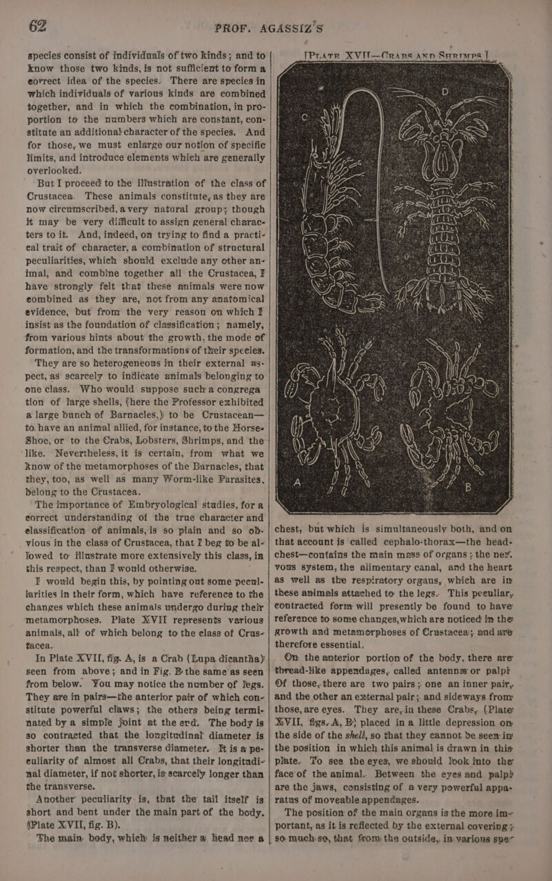 species consist of individuals of two kinds; and to know those two kinds, is not sufficient to form a eorrect idea of the species. There are species in which individuals of various kinds are eombined together, and in which the combination, in pro- portion to the numbers which are constant, con- stitute an additional character of the species. And for those, we must enlarge our notion of specific limits, and introduce elements whieh are generally overlooked. But I proceed to the illustration of the class of Crustacea. These animals constitute, as they are now circumscribed,avery natural group; though it may be very dificult to assign general charac- ters to it. And, indeed, on trying to find a practi- eal trait of character, a combination of structural peculiarities, which shovld exclude any other an- imal, and combine together all the Crustacea, F have strongly felt that these animals were now combined as they are, not from any anatomical evidence, but from the very reason on which I insist as the foundation of classification; namely, from various hints about the growth. the mode of formation, and the transformations of their speeies. They are so heterogeneous in their external as- pect, aS scarcely to indicate animals belonging to one class. Who would suppose such a congrega tion of large shells, (here the Professor exhibited a large bunch of Barnacles,))' to be Crustacean— to. have an animal allied, for instance, tothe Horse- Shoe, or to the Crabs, Lobsters, Shrimps, and the like. Nevertheless, it is certain, from what we know of the metamorphoses of the Barnacles, that they, too, as well as many Worm-like Parasites, belong to the Crustacea. The importance of Embryological studies, fora eorrect understanding of the true character and elassification of animals,is so plain and so ob- vious in the class of Crustacea, that I beg to be al- lowed to: illustrate more extensively this class, in this respect, than 2 would otherwise. I would begin this, by pointing out some pecul- iarities in their form, which have reference to the changes which these animals undergo during their metamorphoses. Plate XVIE represents various animals, all of which belong to the elass of Crus- tacea. In Plate XVII, fig. A, is a Crab (Lupa dicantha) seen from above; and in Fig. B the same as seen from below. You may notice the number of legs. They are in pairs—the anterior pair of which con- stitute powerful claws; the others being termi- nated by a simple joint at the erd. The body is so contracted that the longitudinal diameter is shorter than the transverse diameter. It is a pe- euliarity of almost all Crabs, that their longitudi- nal diameter, if not shorter, is scarceily longer than the transverse. Another’ peculiarity: is, that the tail itself is short and bent under the main part of the body. {Plate XVII, fig. B). Fhe main body, which is neither a head nor a fPrate XVIT—Crars ann Surimps | chest, but which is simultaneously both, and on that account is called cephalo-thorax—the head- chest—contains the main mass of organs ; the ney. vous system, the alimentary canal, and the heart as well as the respiratory organs, which are im these animals attached to the legs. This peeuliar, eontracted fornmy will presently be found to have reference to some changes,which are noticed im the growth and metamorphoses of Crustacea; and are therefore essential, On the anterior portion of the body, there are thread-like appendages, called antenns‘or palpi ®f those, there are two pairs; one an inner pair, and the other an external pair; and sideways from those, are eyes. They are,in these Crabs, (Plate XVII, figs. A, B placed in a little depression om the side of the shel/, so that they cannot be seen in’ the position in which this animal is drawn in thio plate. To see the eyes, we should look into the face’of the animal. Between the eyes and palpi? are the jaws, consisting of a very powerful appa- ratus of moveable appendages. The position of the main organs is the more im- portant,.as it is reflected by the external covering ; so much: se, that from the outside, in various spe