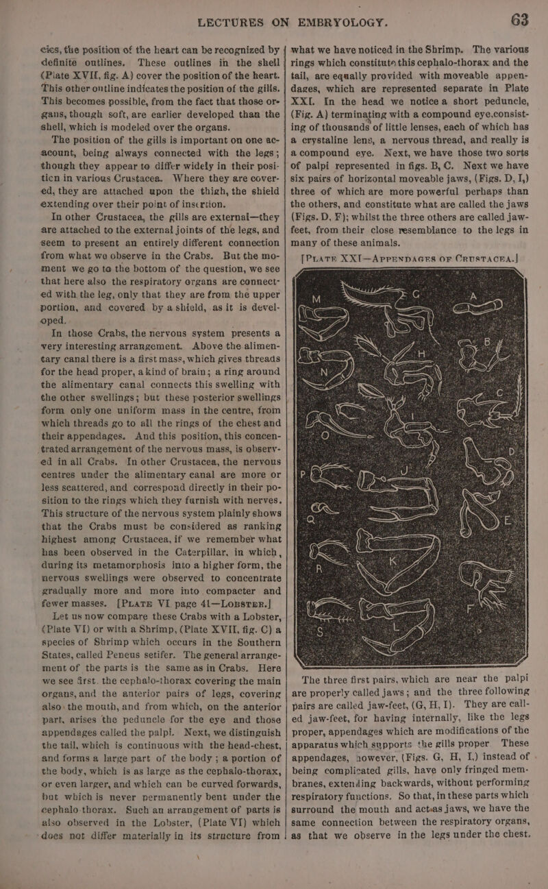definite outlines. (Plate XVI, fig. A) cover the position of the heart. This other ontline indicates the position of the gills. gans, though seft, are earlier developed than the shell, which is modeled over the organs. The position of the gills is important on one ac- acount, being always connected with the legs; though they appear te differ widely in their posi- ticn in various Crustacea. Where they are cover- ed, they are attached upon the thigh, the shield extending over their point of inscrtion. In other Crustacea, the gills are external—they are attached to the external joints of the legs, and seem to present an entirely different connection from what we observe in the Crabs. But the mo- ment we go te the bottom of the question, we see that here also the respiratory organs are connect- ed with the leg, only that they are from the upper portion, and covered by ashield, as it is devel- oped. In those Crabs, the nervous system presents a very interesting arrangement. Above the alimen- tary canal there is &amp; first mass, which gives threads for the head proper, a kind of brain; a ring around the alimentary canal connects this swelling with the other swellings; but these posterior swellings form only one uniform mass in the centre, from which threads go to all the rings of the chest and their appendages. And this position, this concen- trated arrangement of the nervous mass, is observ- ed in all Crabs. In other Crustacea, the nervous centres under the alimentary canal are more or less seattered, and correspond directly in their po- sition to the rings which they furnish with nerves. This structure of the nervous system plainly shows that the Crabs must be considered as ranking highest among Crustacea,if we remember what has been observed in the Caterpillar, in which, during its metamorphosis into a higher form, the nervous swellings were observed to concentrate gradually more and more into compacter and fewer masses. [PLATE VI. page 41—Lopsrer.| Let us now compare these Crabs with a Lobster, (Plate VI) or with a Shrimp, (Plate XVII, fig. C) a species of Shrimp which occurs in the Southern States, called Peneus setifer. The general arrange- ment of the parts is the same asin Crabs. Here we see Grst. the cephalo-thorax covering the main organs,and the anterior pairs of legs, covering also: the mouth, and from which, on the anterior part, arises the peduncle for the eye and those appendages called the palpi. Next, we distinguish the tail, which is continuous with the head-chest, and forms a large part of the body ; a portion of the body, which is as large as the cephalo-thorax, or even larger, and which can be curved forwards, but whichis never permanently bent under the eephalo-thorax. Such an arrangement of parts is also observed in the Lobster, (Plate VI) which does not differ materially in its structure from 63 what we have noticed in the Shrimp. The various rings which constituts this cephalo-thorax and the tail, are equally provided with moveable appen- dages, which are represented separate in Plate XXI. In the head we notice a short peduncle, (Fig. A) terminating with a compound eye,consist- a crystaline lens, a nervous thread, and really is acompound eye. Next, we have those two sorts of palpi represented in figs. B,C. Next we have six pairs of horizontal moveable jaws, (Figs. D, I,) three of which are more powerful perhaps than the others, and constitute what are called the jaws (Figs. D, F); whilst the three others are called jaw- feet, from their close resemblance to the legs in many of these animals. [PLATH XXI—APPENDAGES OF OrUSTACEA.|] The three first pairs, which are near the palpi are properly called jaws; and the three following pairs are called jaw-feet, (G,H, I). They are call- ed jaw-feet, for having internally, like the legs proper, appendages which are modifications of the apparatus which supports the gills proper. These appendages, nowever, (Figs. G, H, I.) instead of being complicated gills, have only fringed mem- branes, extending backwards, without performing respiratory functions. So that, in these parts which surround the mouth and acteas jaws, we have the same connection between the respiratory organs, as that we observe in the legs under the chest,